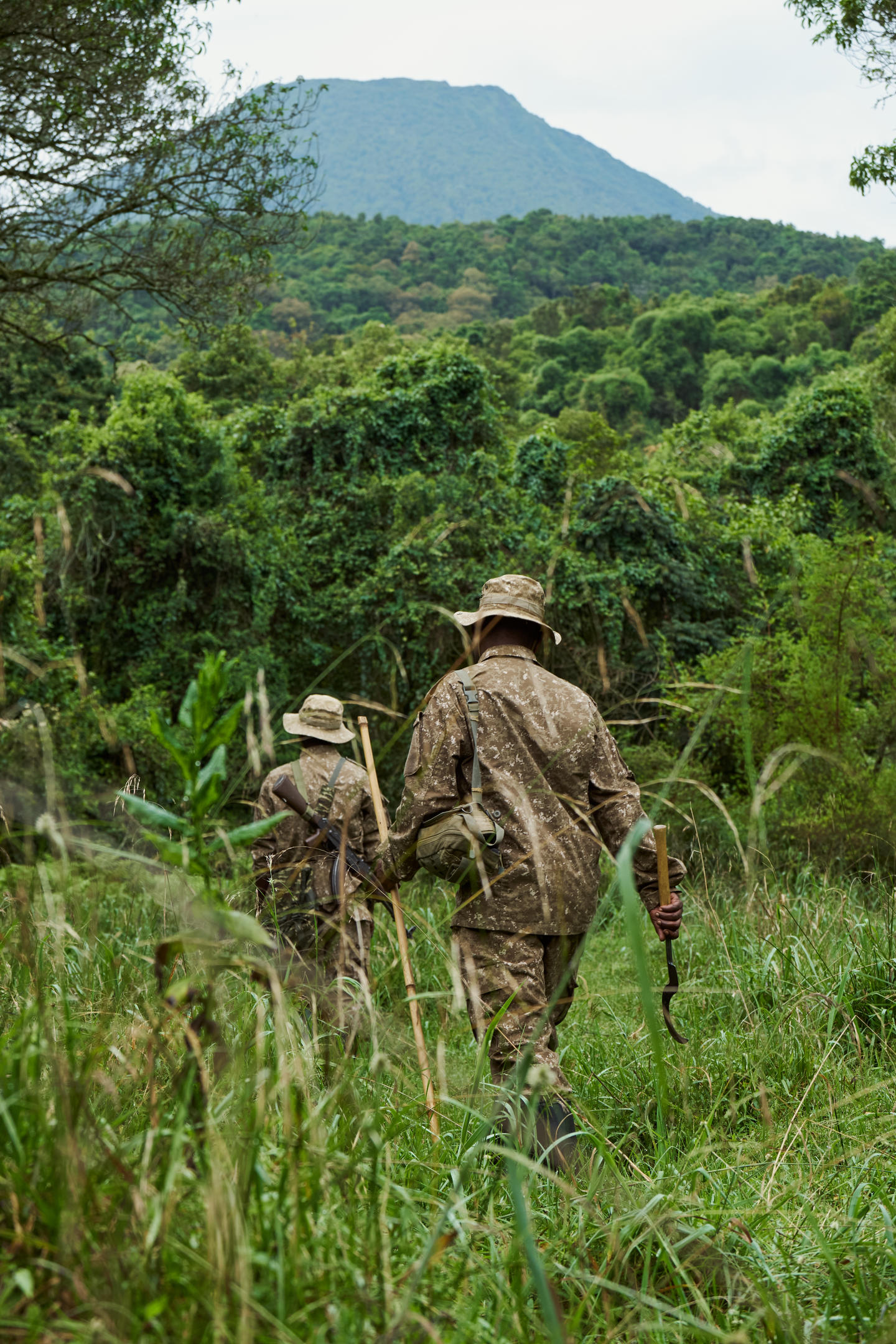 Two guides in olive gear walk ahead through tall grass toward a forested hillside on a gorilla trek.