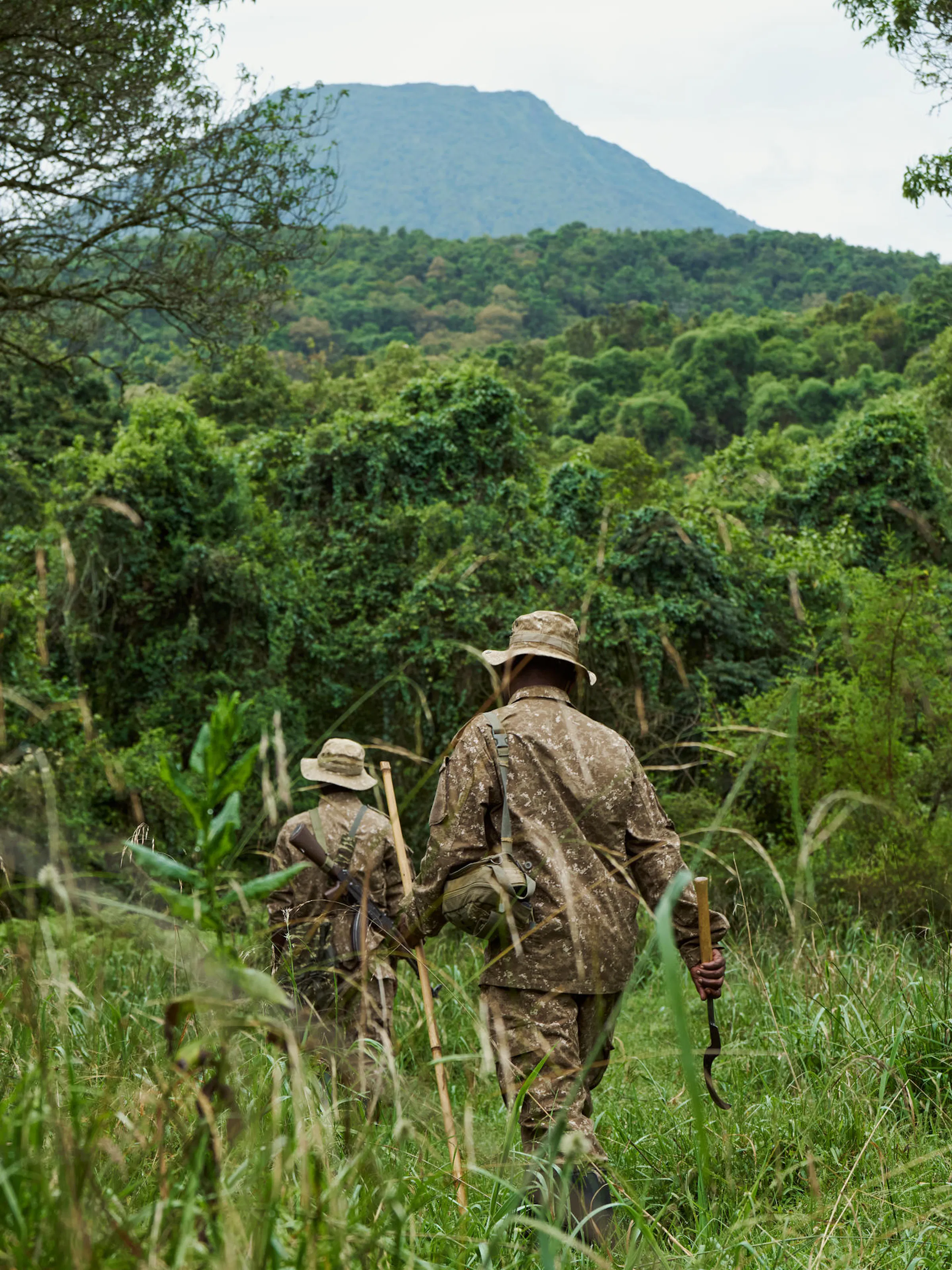 Two guides in olive gear walk ahead through tall grass toward a forested hillside on a gorilla trek.