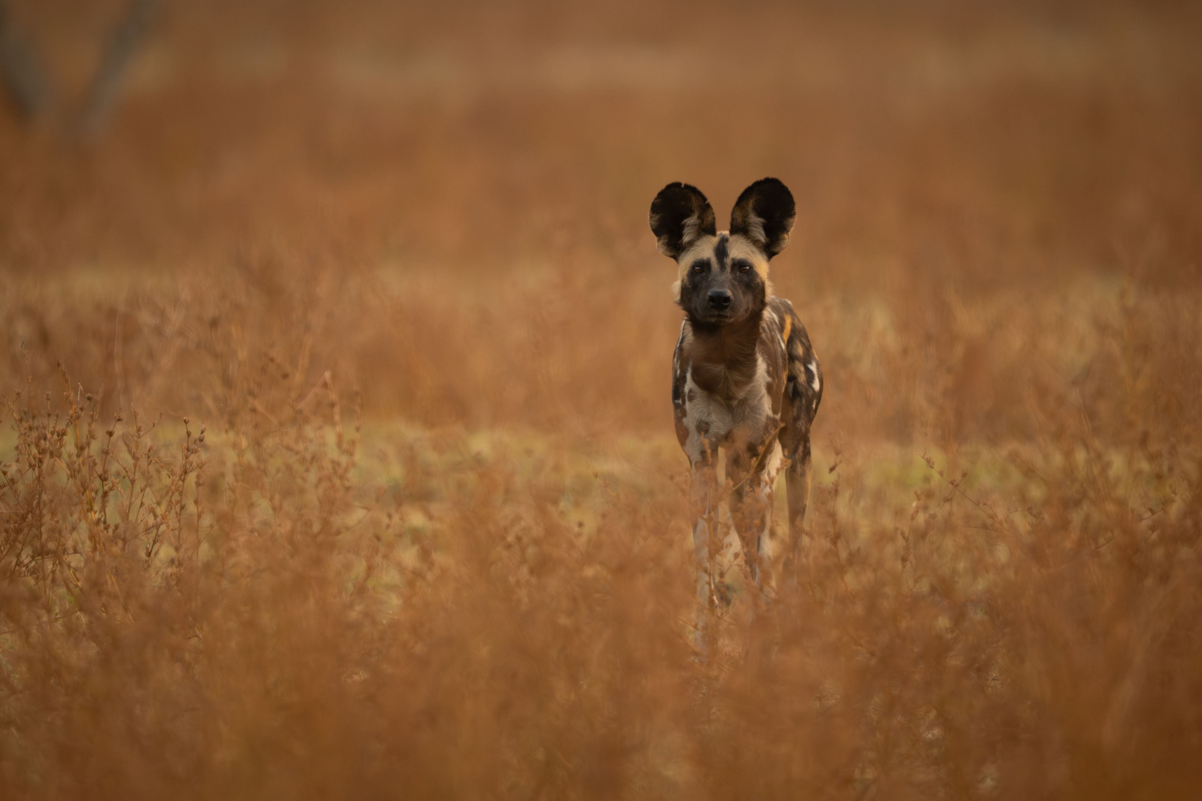 A wild dog with large rounded ears stands alert in dry tawny grass in Kafue National Park.