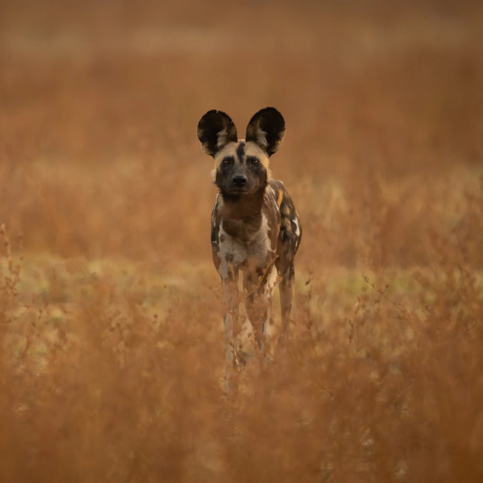 A wild dog with large rounded ears stands alert in dry tawny grass in Kafue National Park.