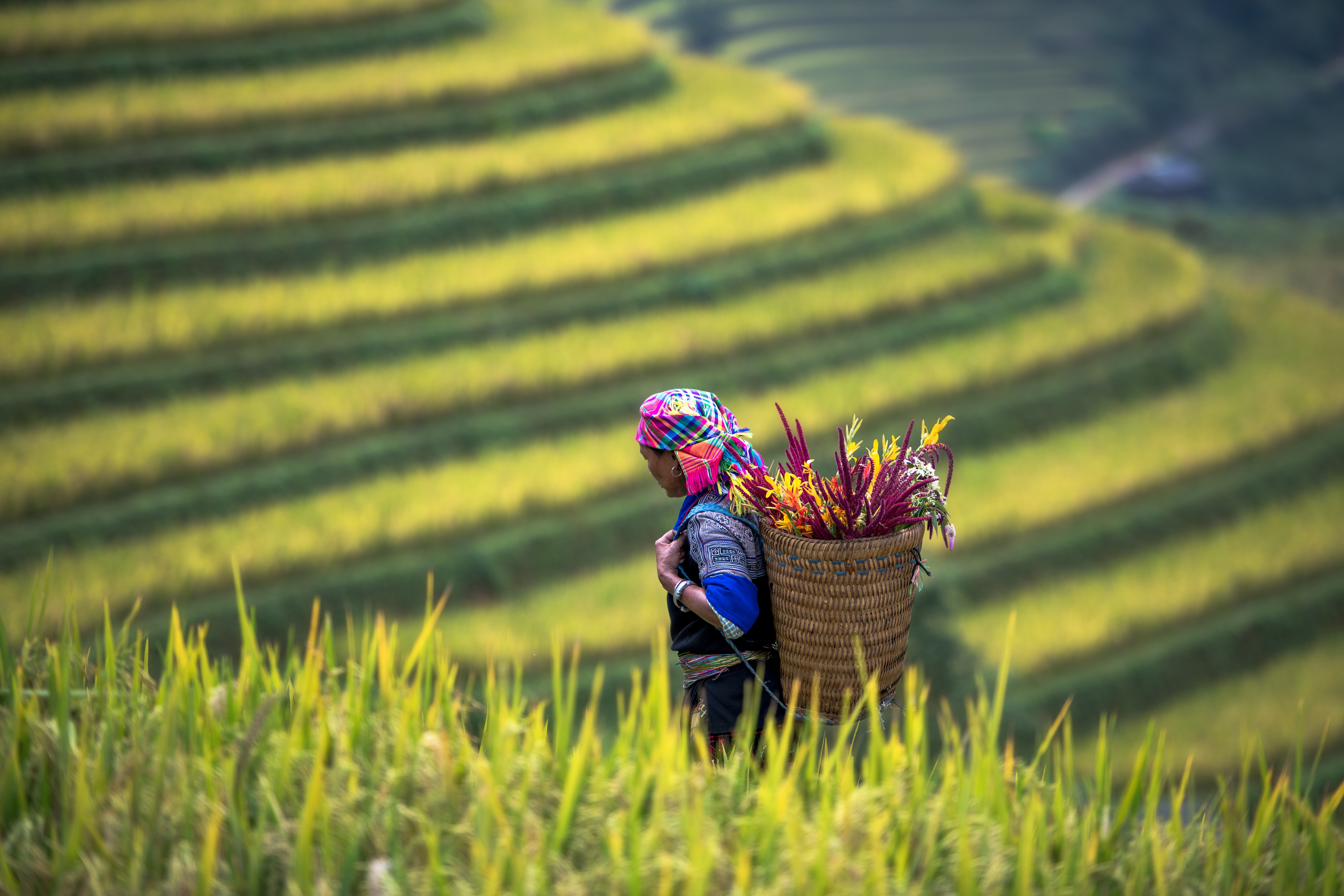 A Hmong woman in traditional dress carries a basket through terraced rice fields in Sapa.