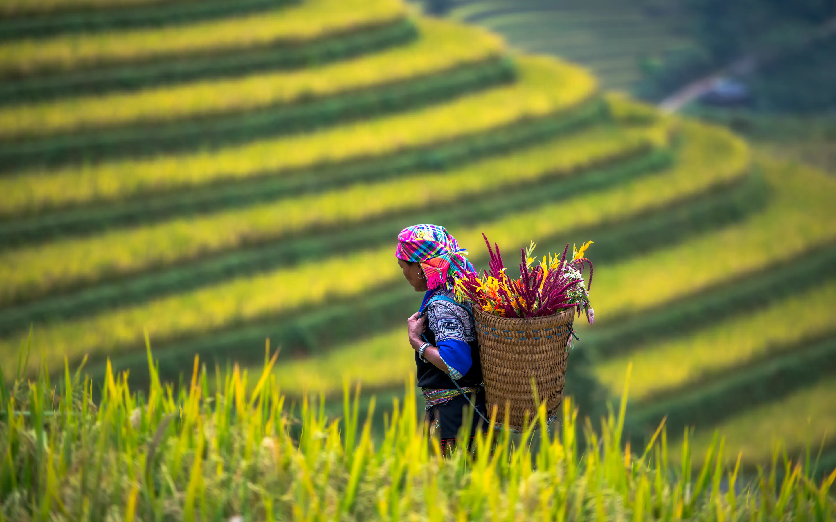 A Hmong woman in traditional dress carries a basket through terraced rice fields in Sapa.