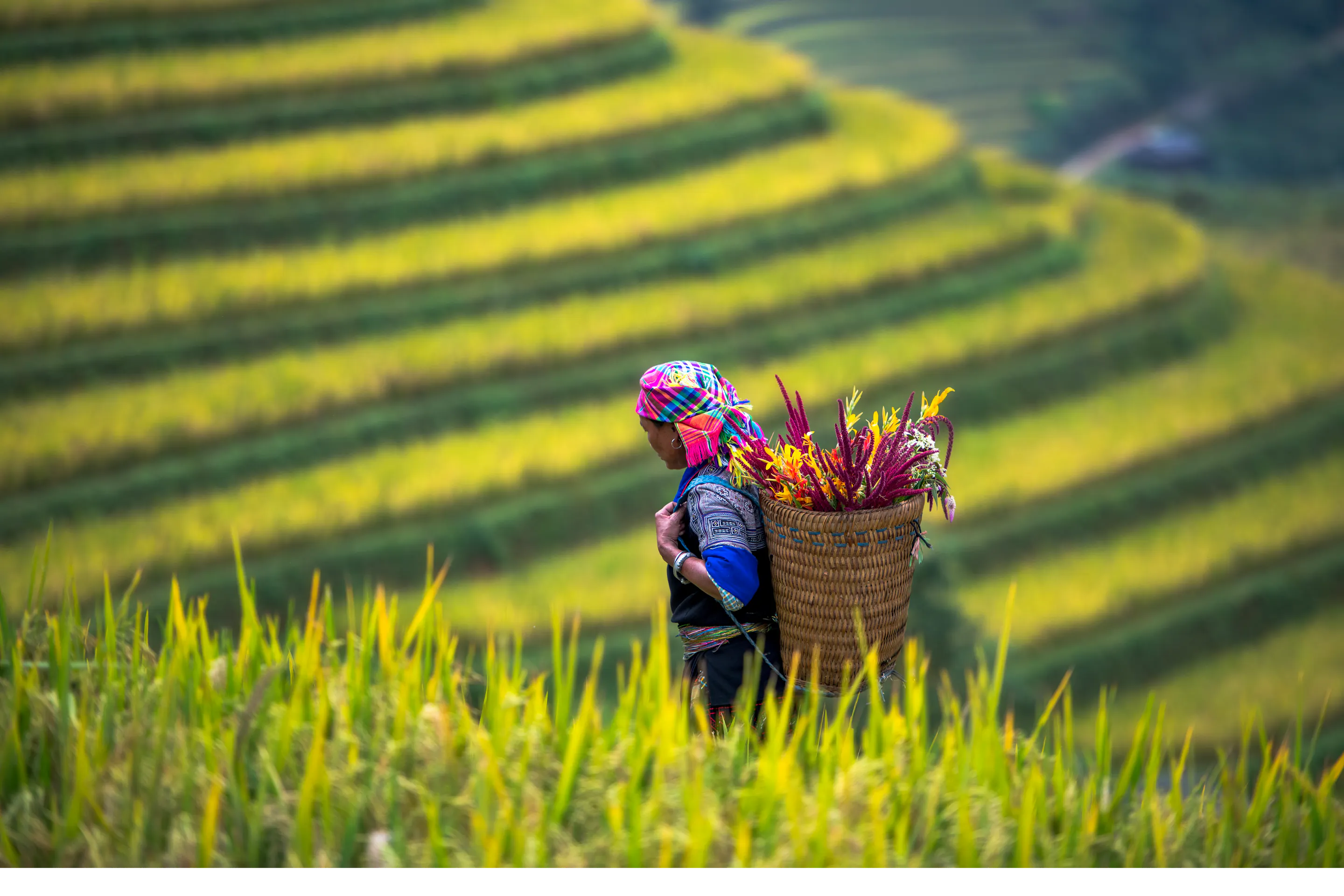 A Hmong woman in traditional dress carries a basket through terraced rice fields in Sapa.