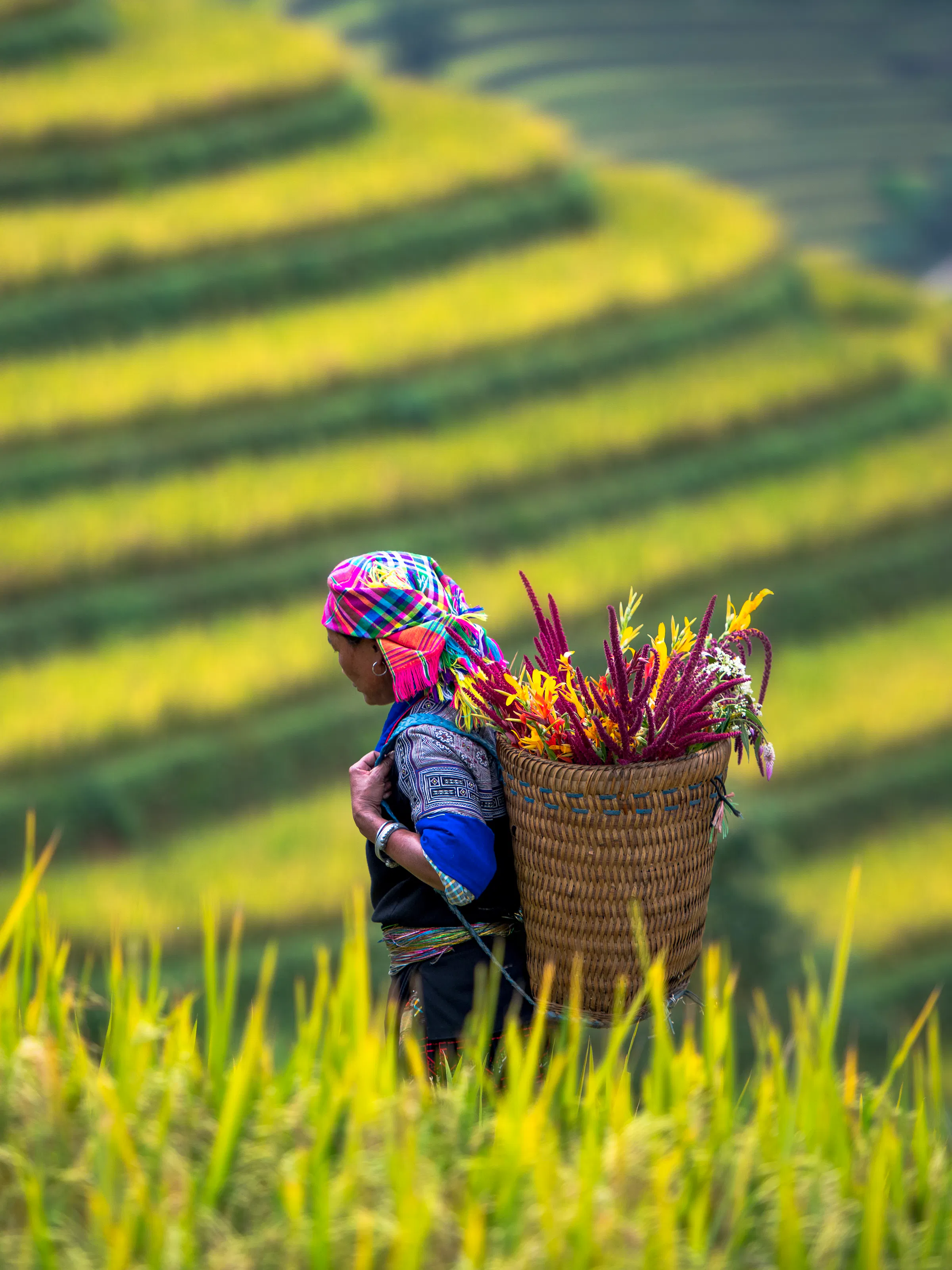 A Hmong woman in traditional dress carries a basket through terraced rice fields in Sapa.