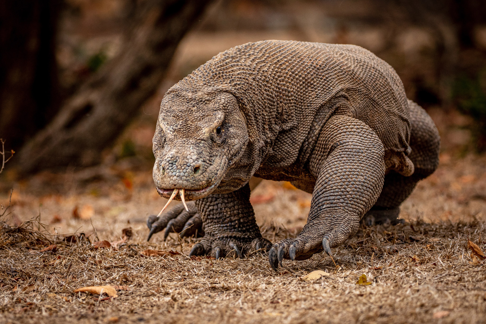 A komodo dragon walks forward along a trail on Komodo Island. 