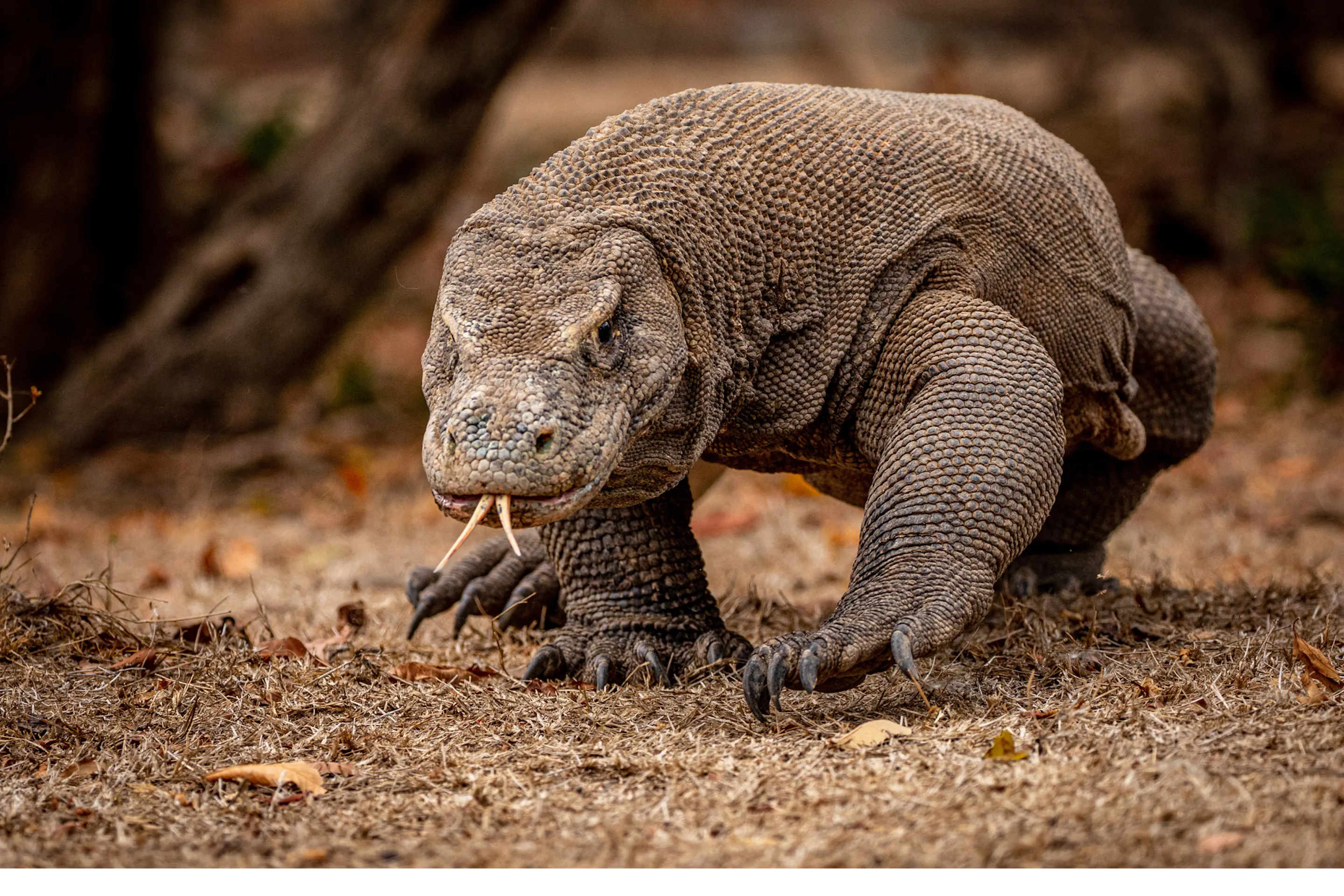 A komodo dragon walks forward along a trail on Komodo Island.