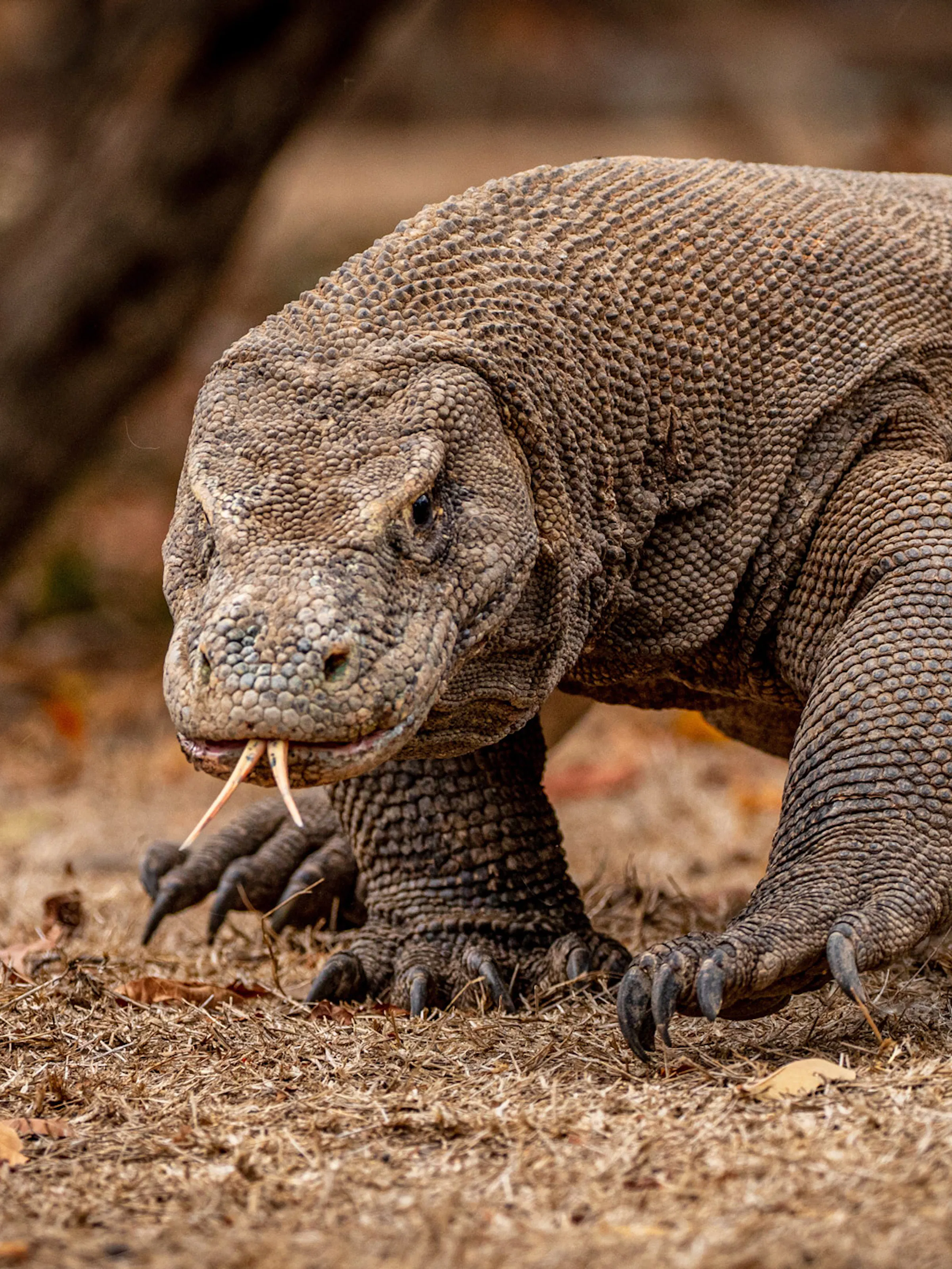 A komodo dragon walks forward along a trail on Komodo Island.
