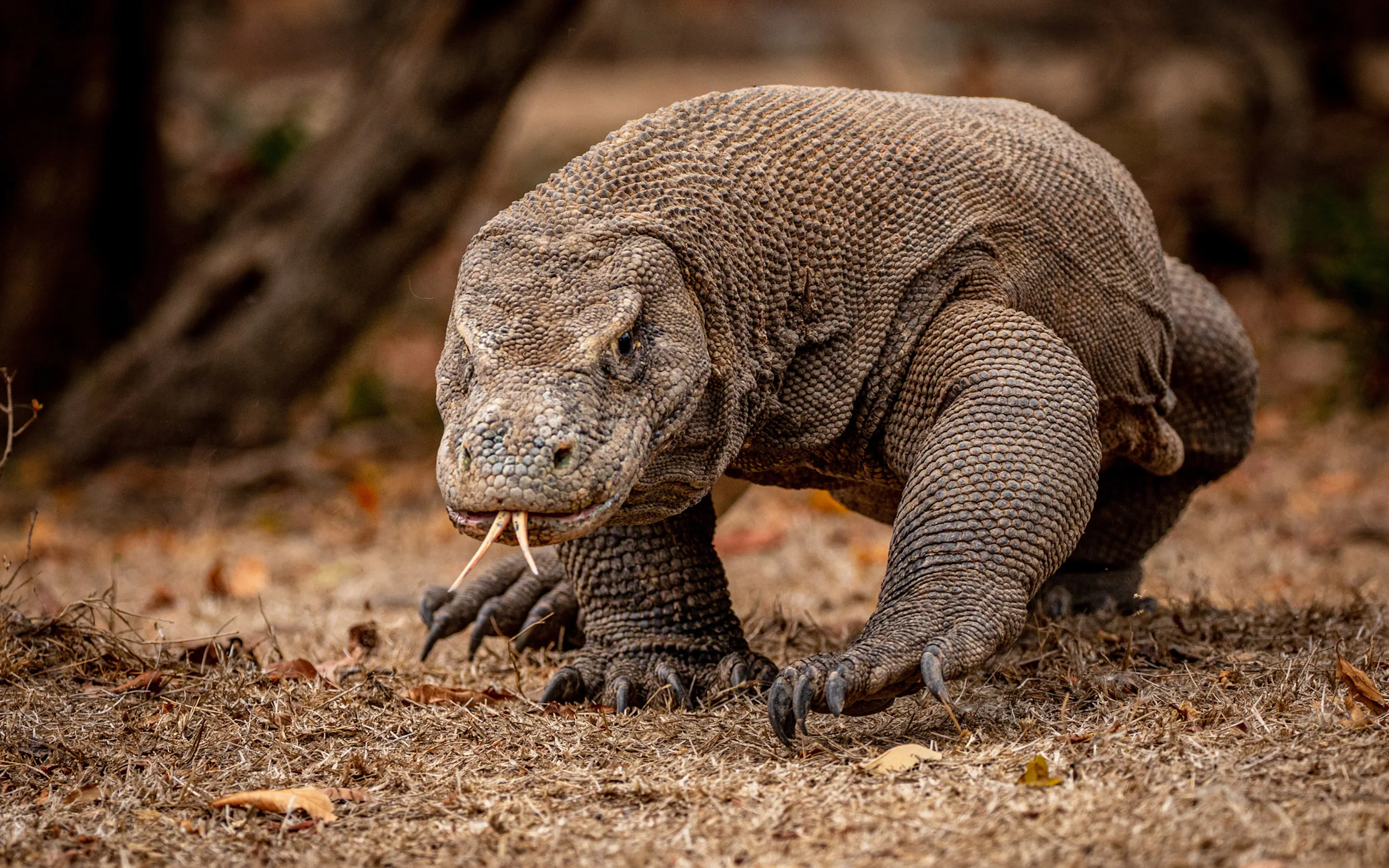 A komodo dragon walks forward along a trail on Komodo Island.