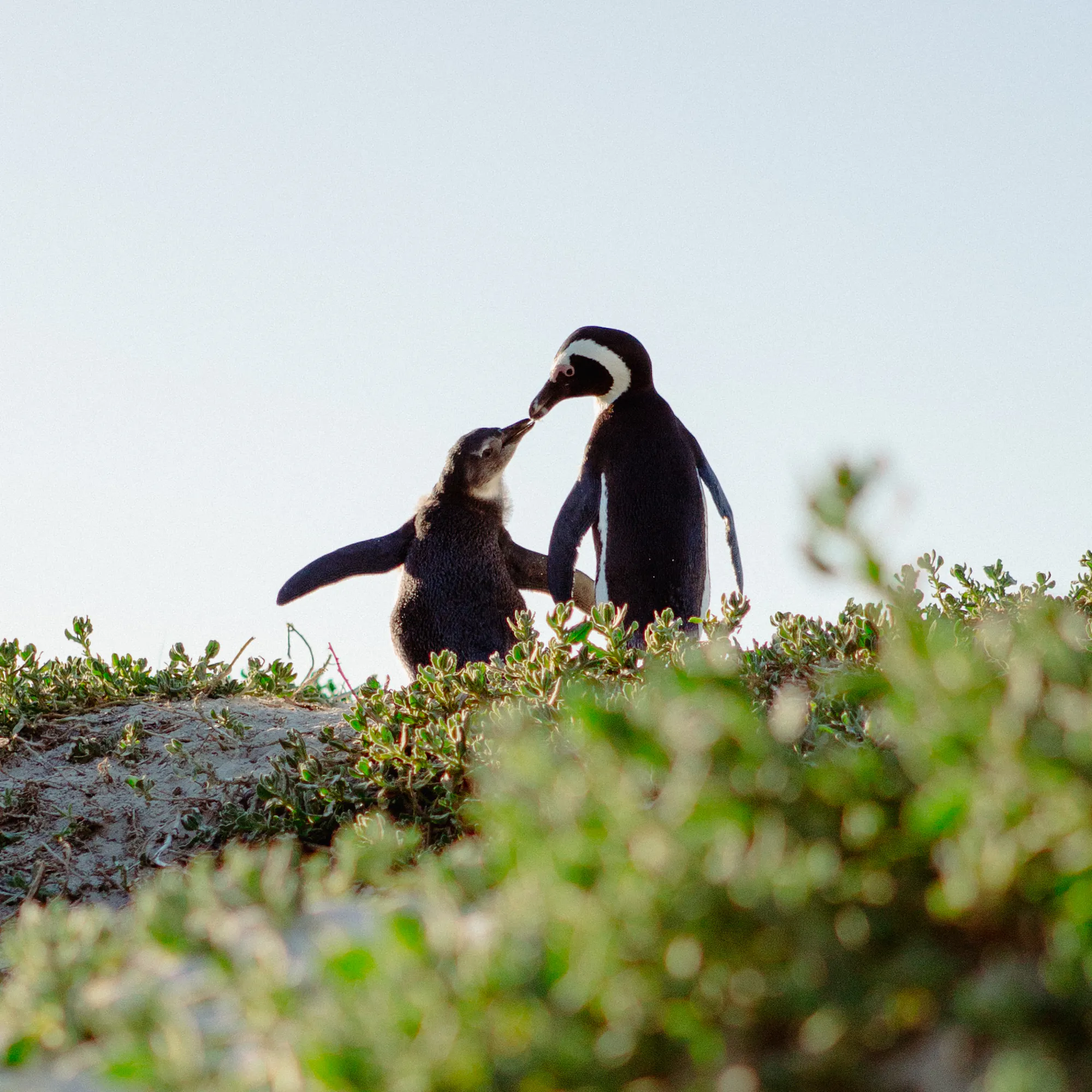 penguins in Cape Town South Africa
