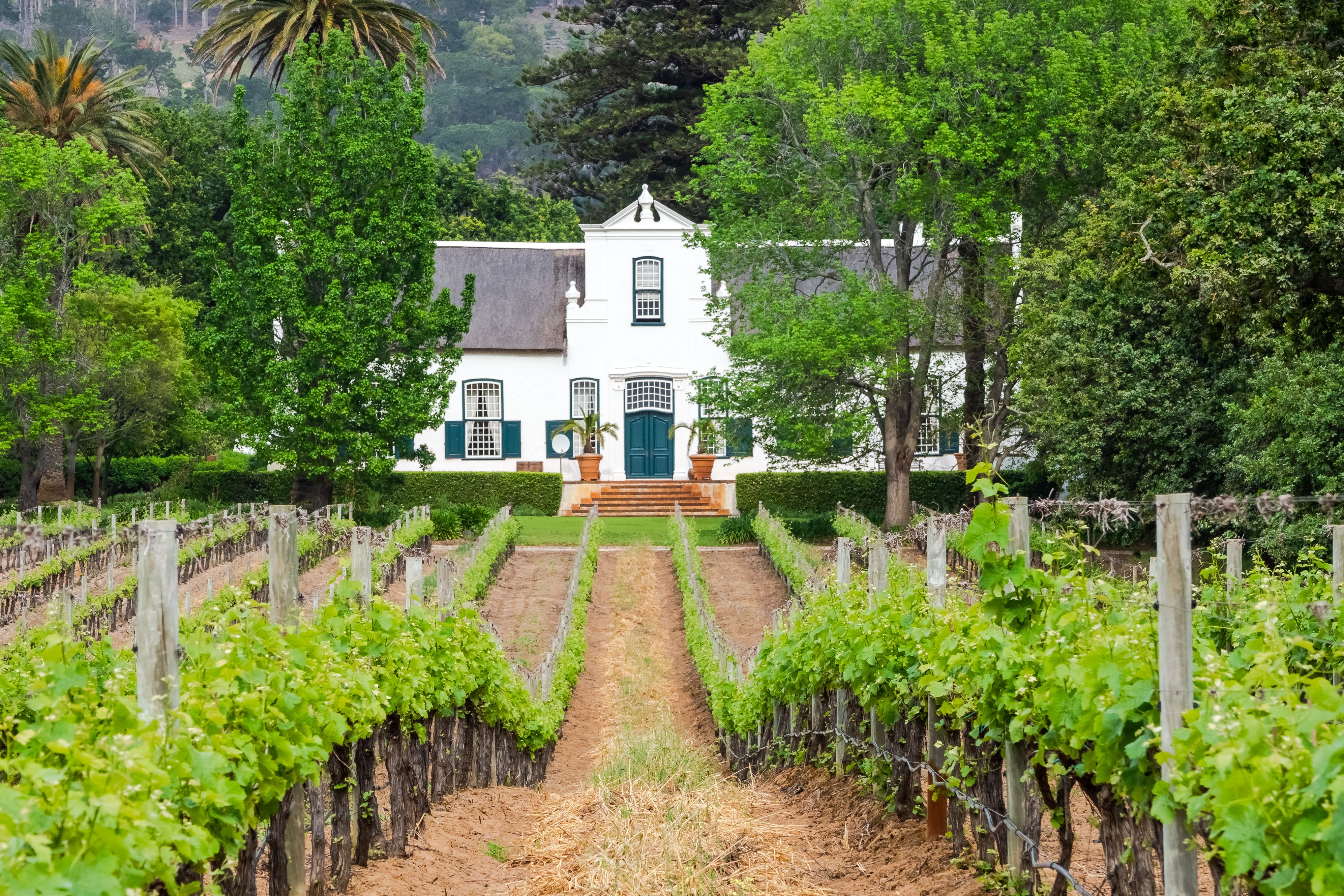 house in vinyards in Cape Winelands in South Africa
