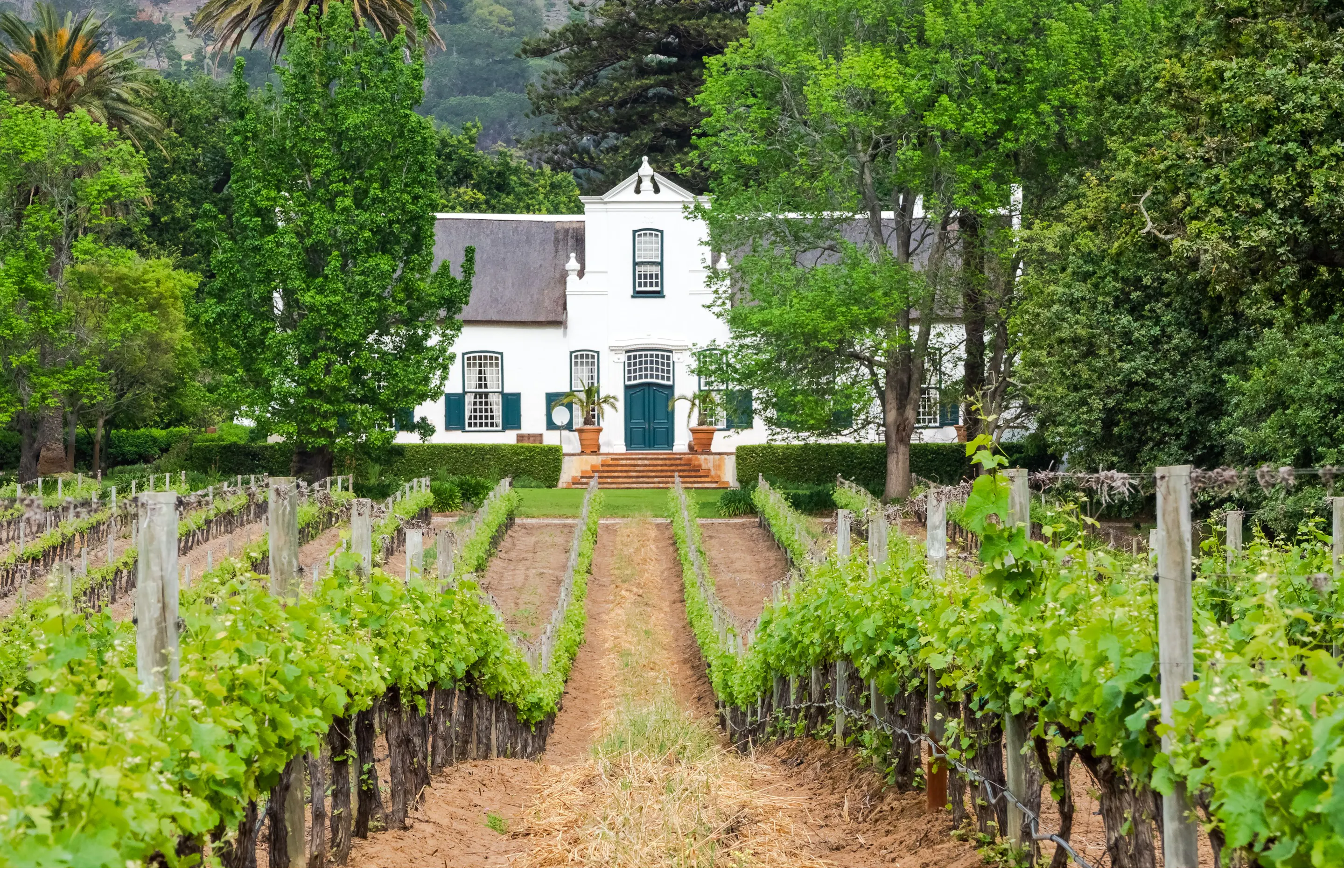 house in vinyards in Cape Winelands in South Africa