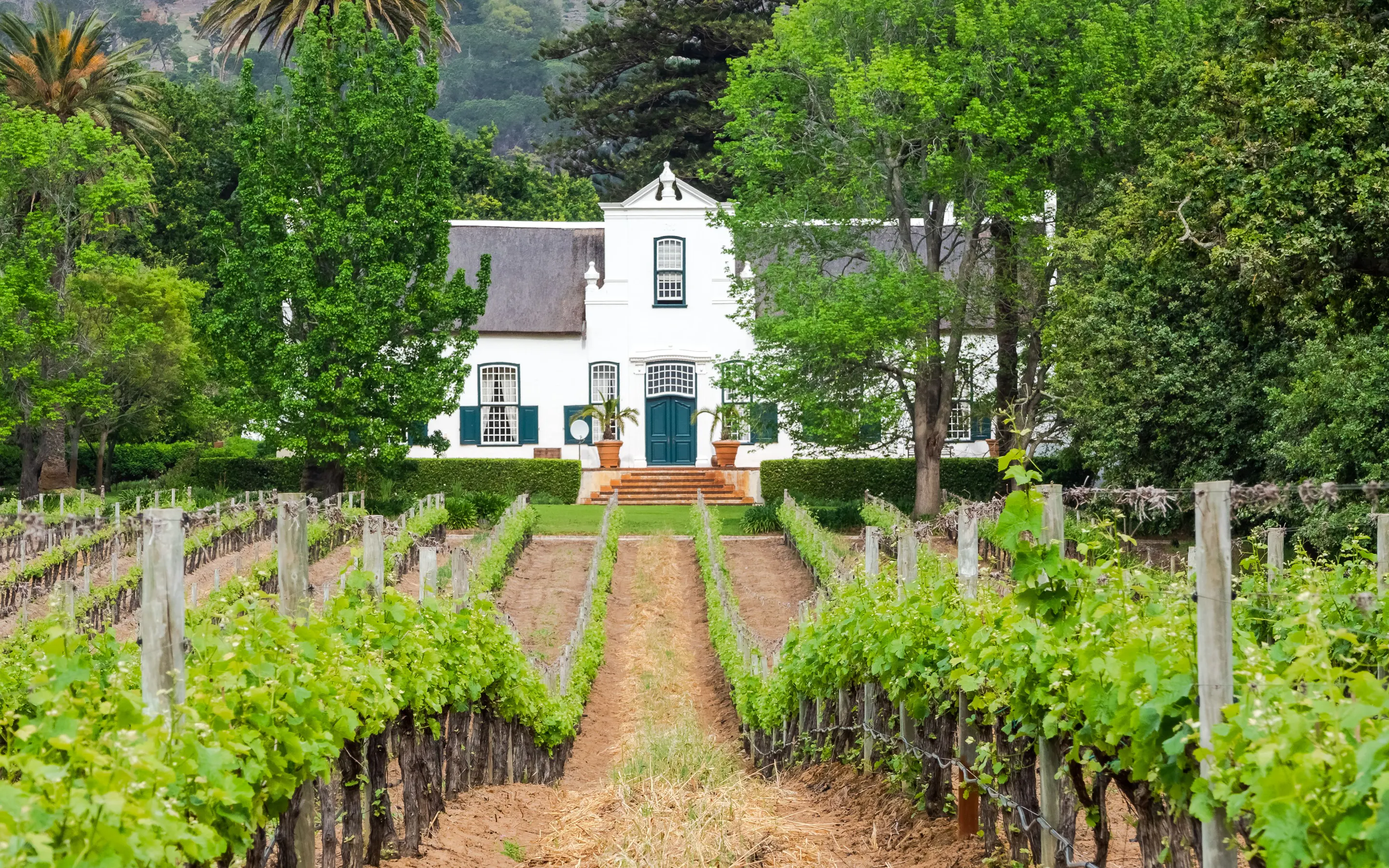 house in vinyards in Cape Winelands in South Africa