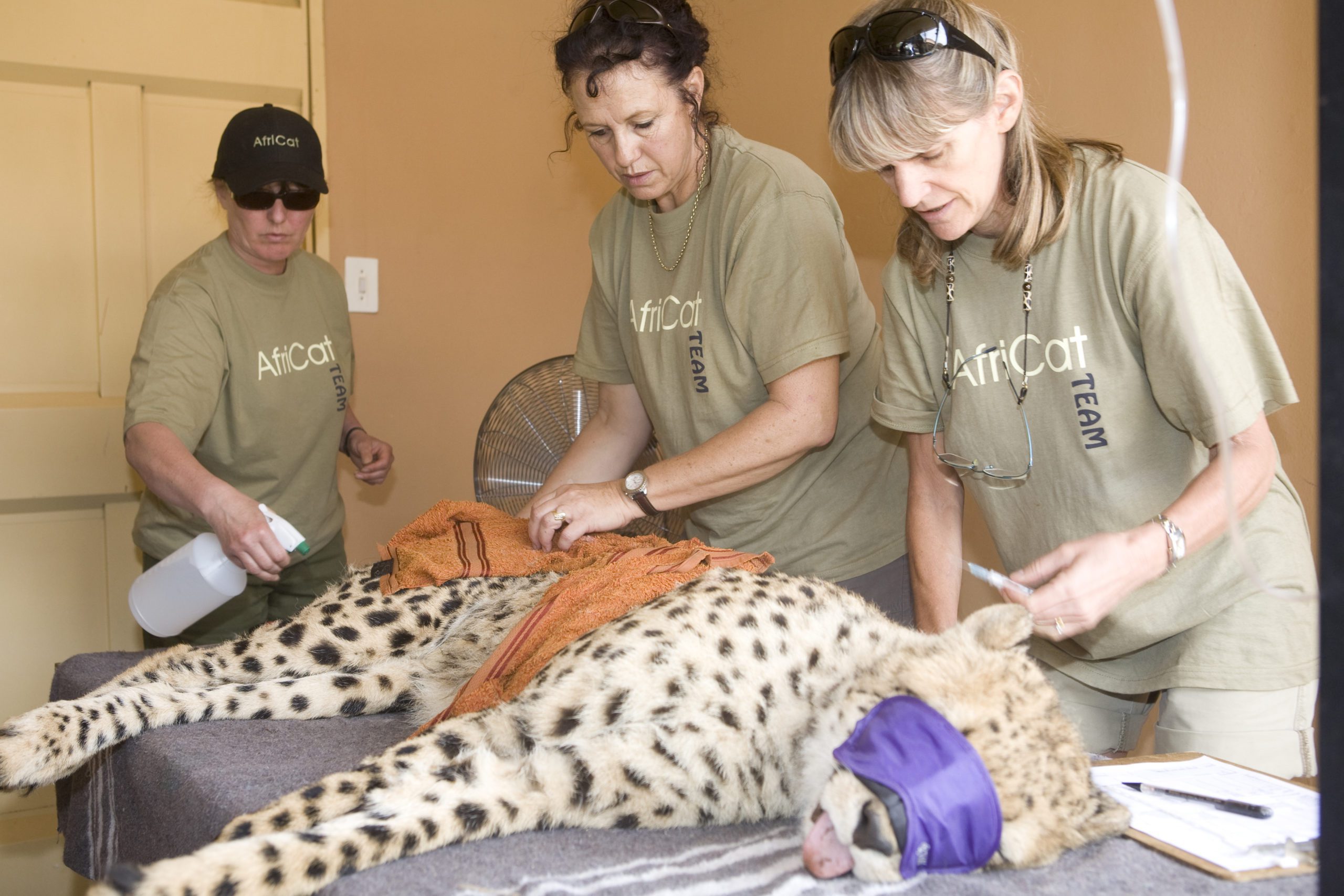 A group of conservationists works with a sleeping cheetah, who is blindfolded and lying on a raised platform.