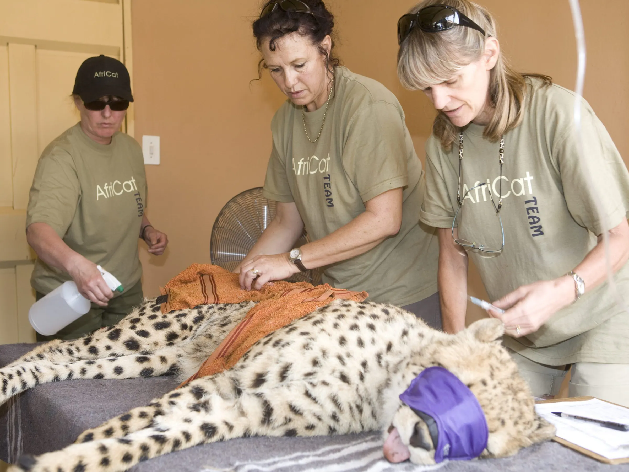 A group of conservationists works with a sleeping cheetah, who is blindfolded and lying on a raised platform.
