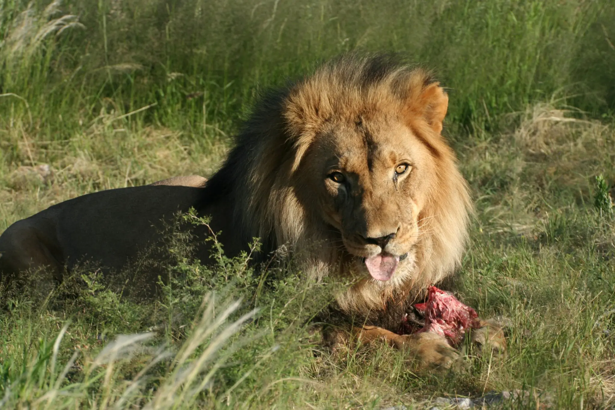 A large male lion lays in the grass in Namibia's Central Highlands.