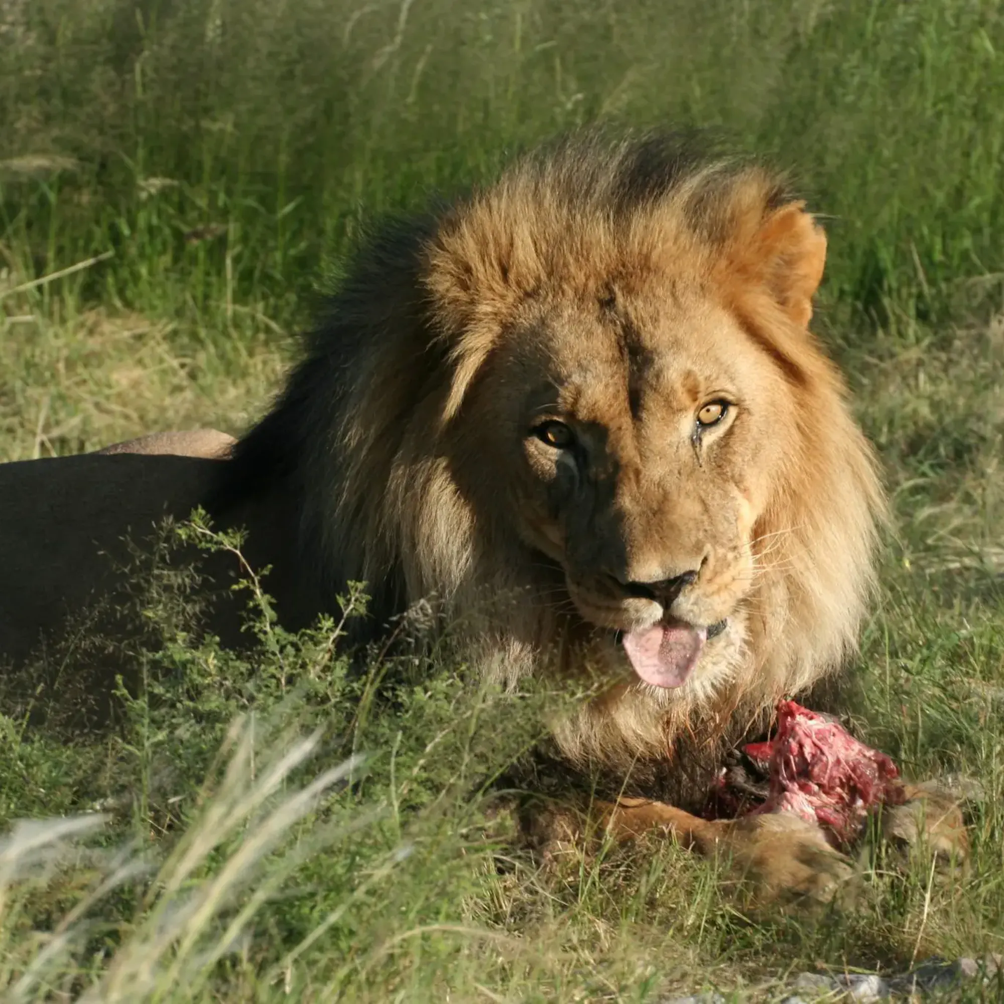 A large male lion lays in the grass in Namibia's Central Highlands.