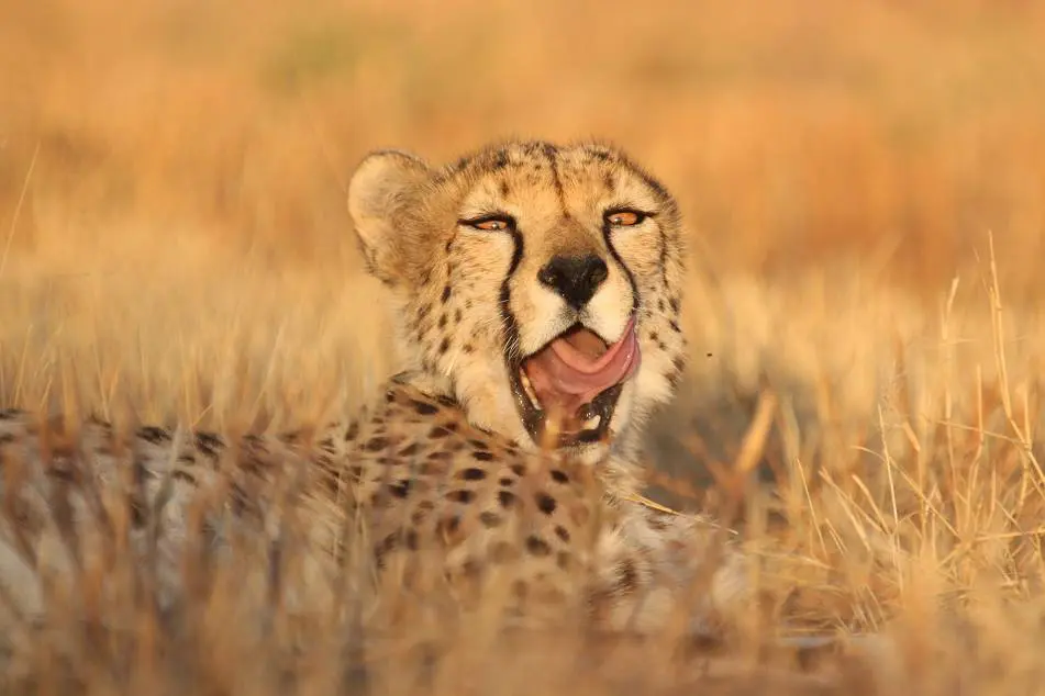 A cheetah yawns while lying in the grass in Namibia's Central Highlands.