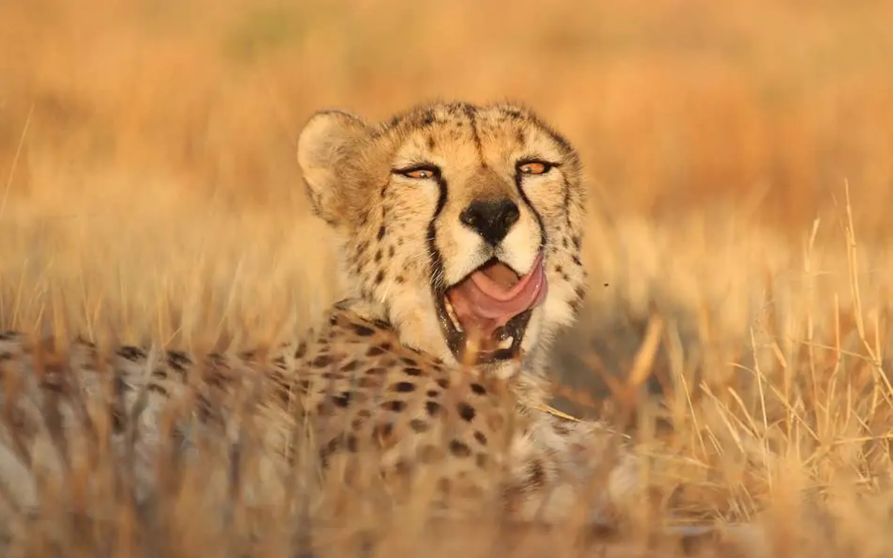 A cheetah yawns while lying in the grass in Namibia's Central Highlands.