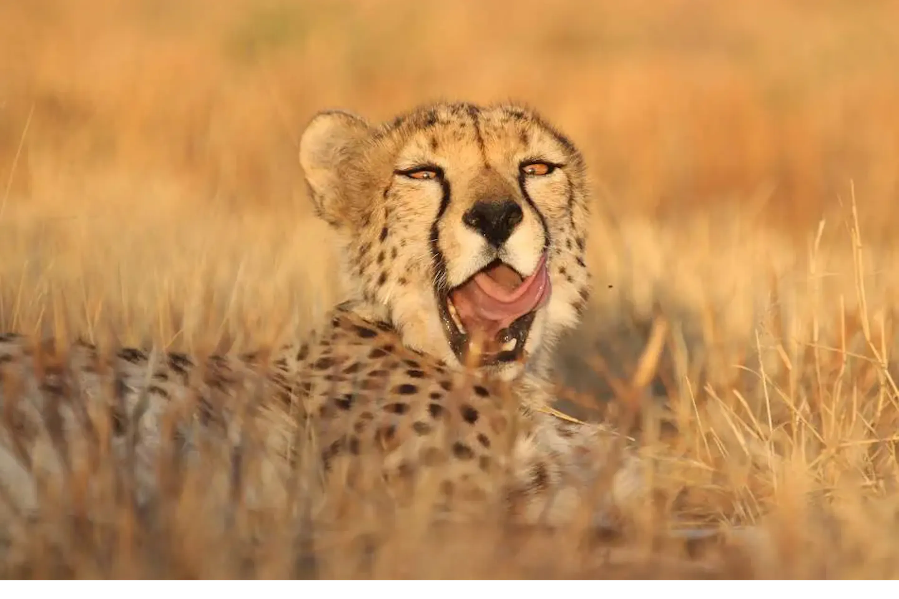 A cheetah yawns while lying in the grass in Namibia's Central Highlands.