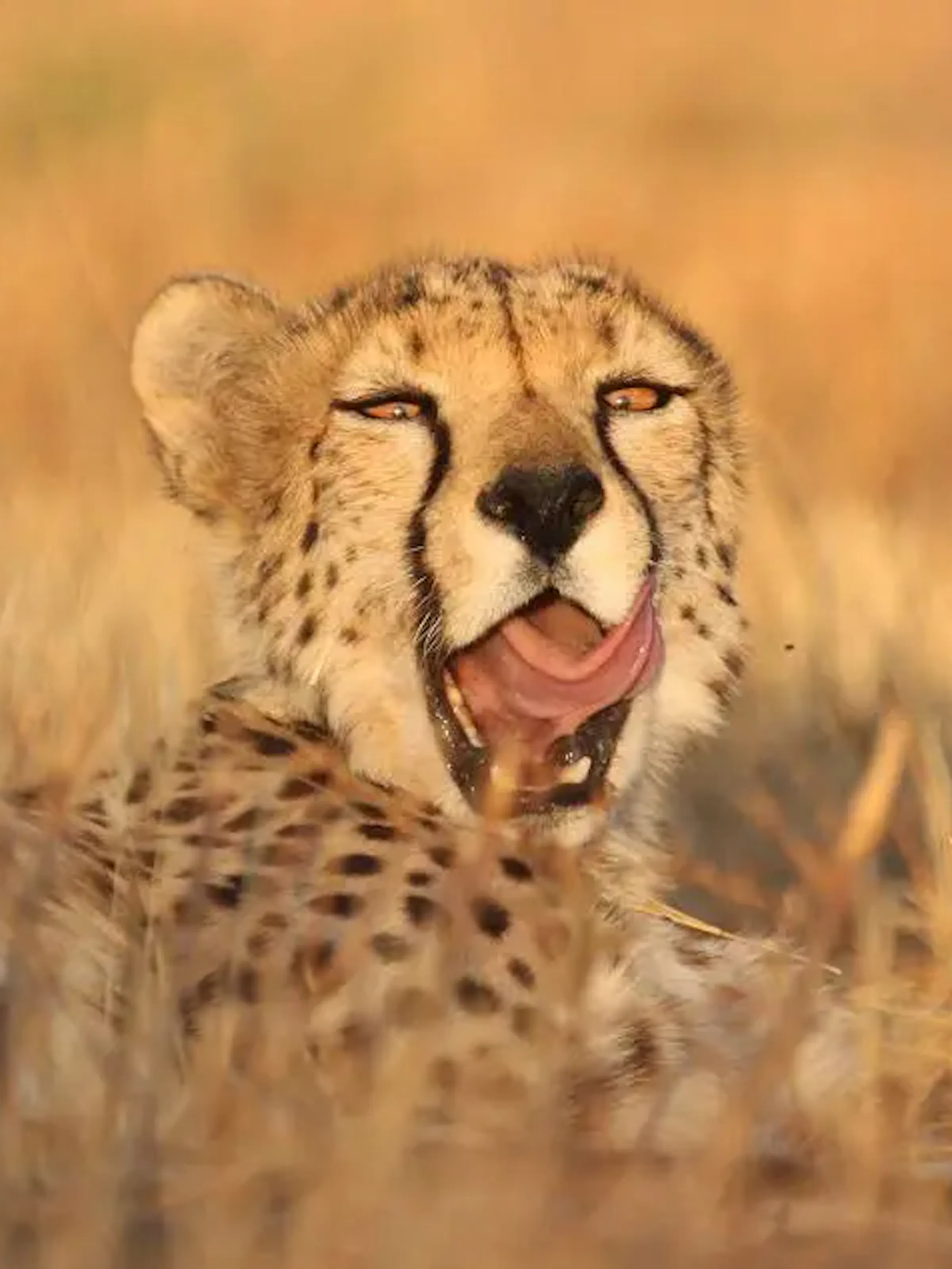 A cheetah yawns while lying in the grass in Namibia's Central Highlands.