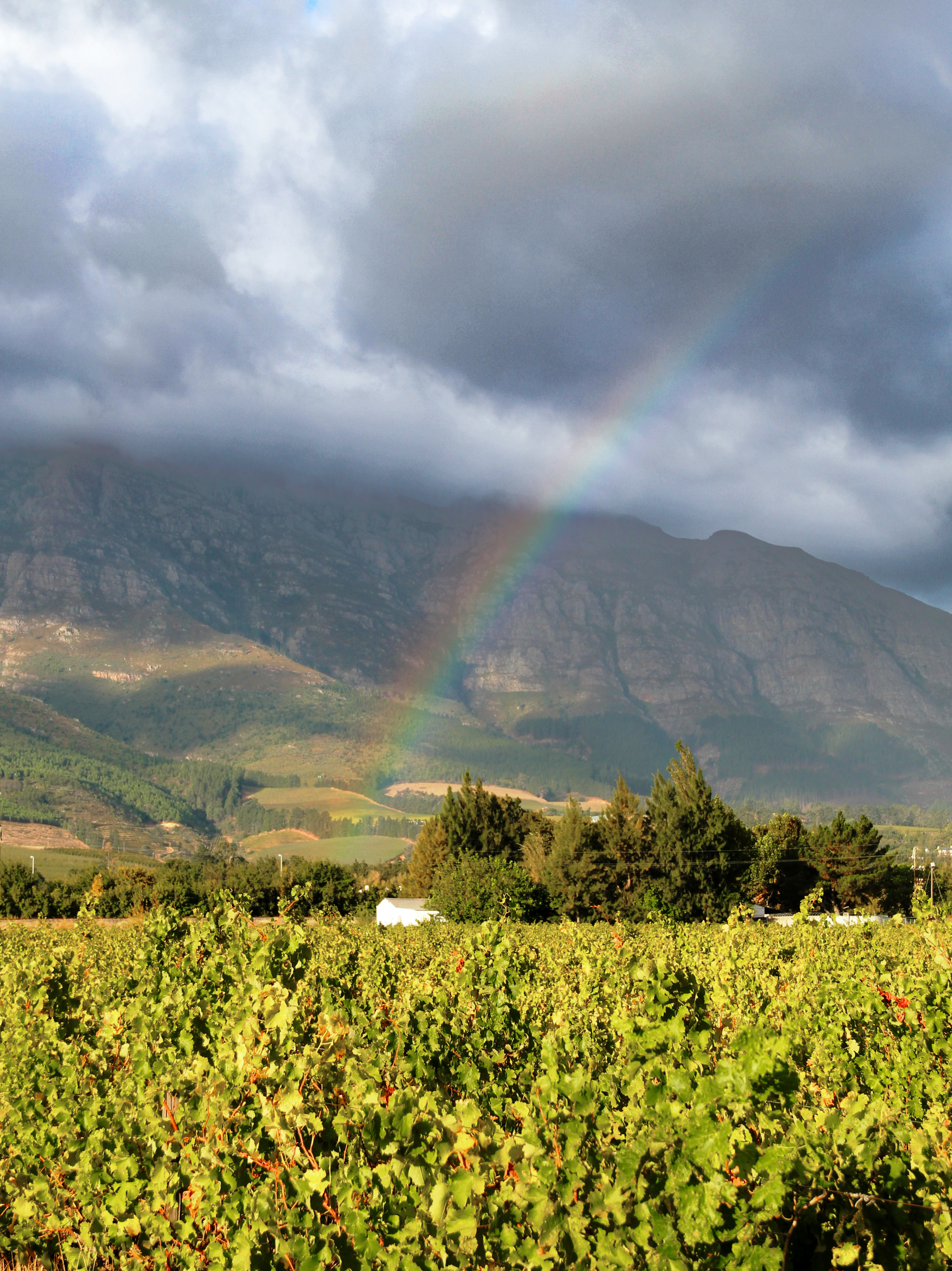 view of vinyard with rainbow in the background