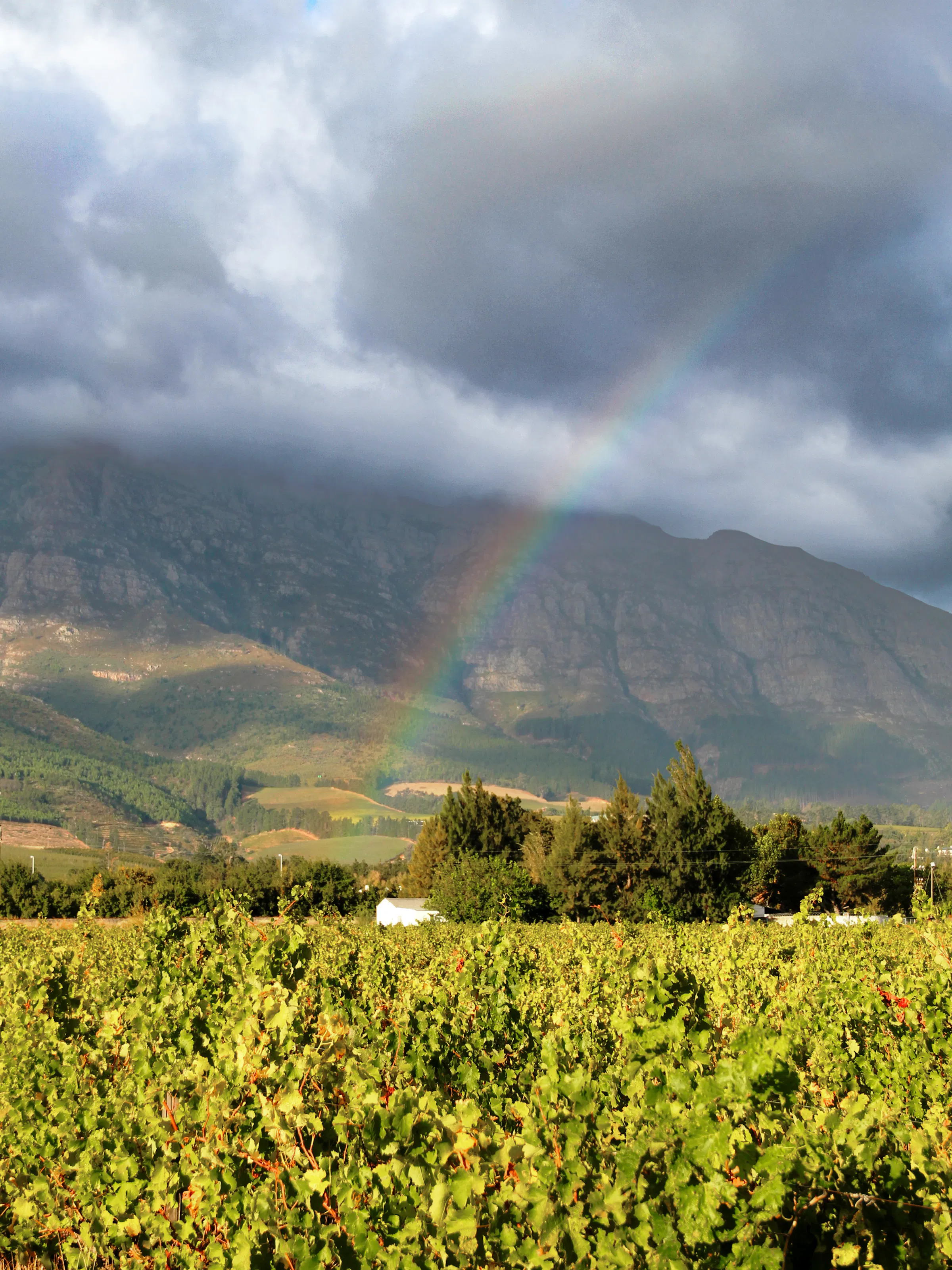 view of vinyard with rainbow in the background