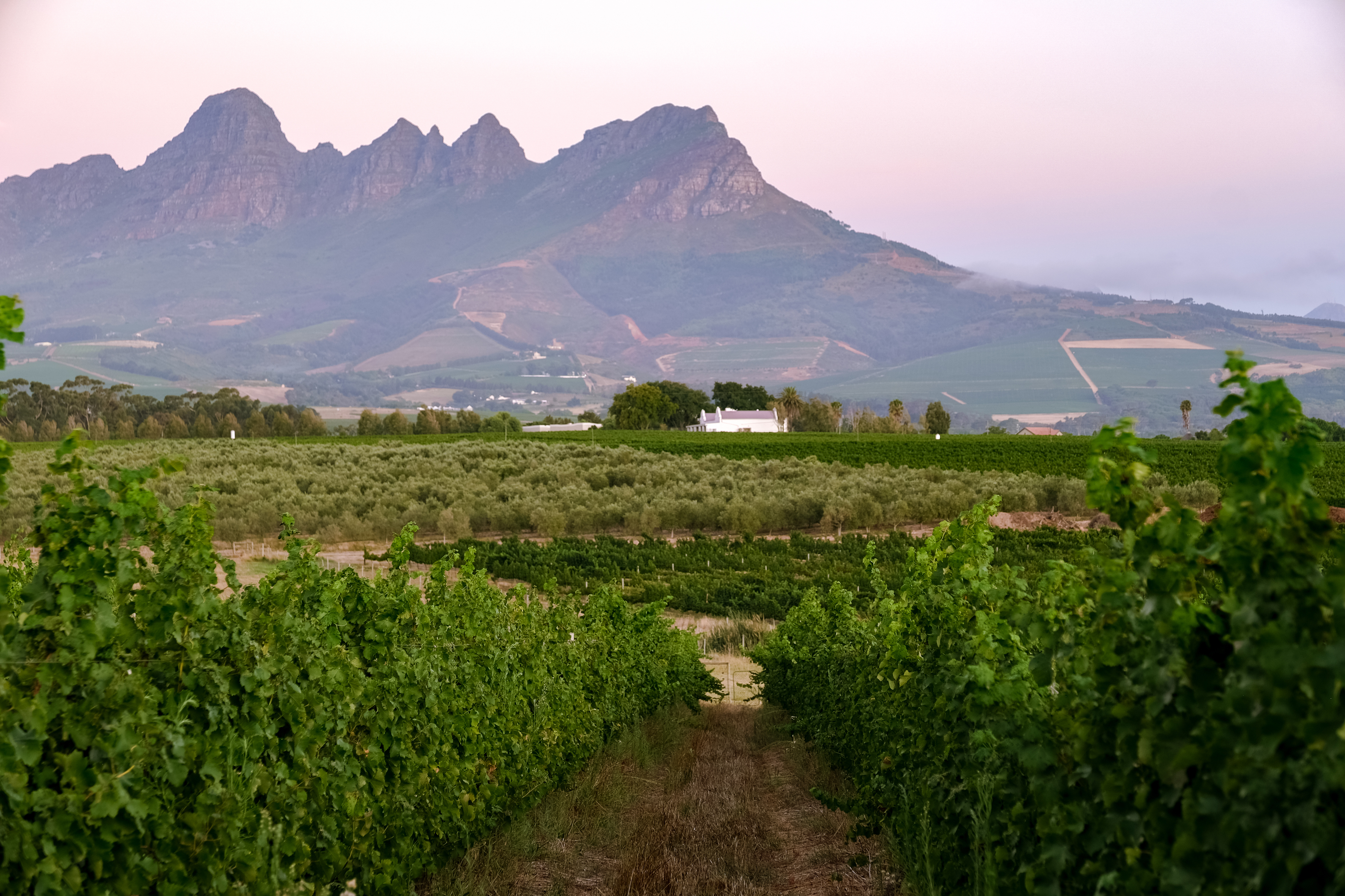 View of wine farm and mountains in the back in South Africa
