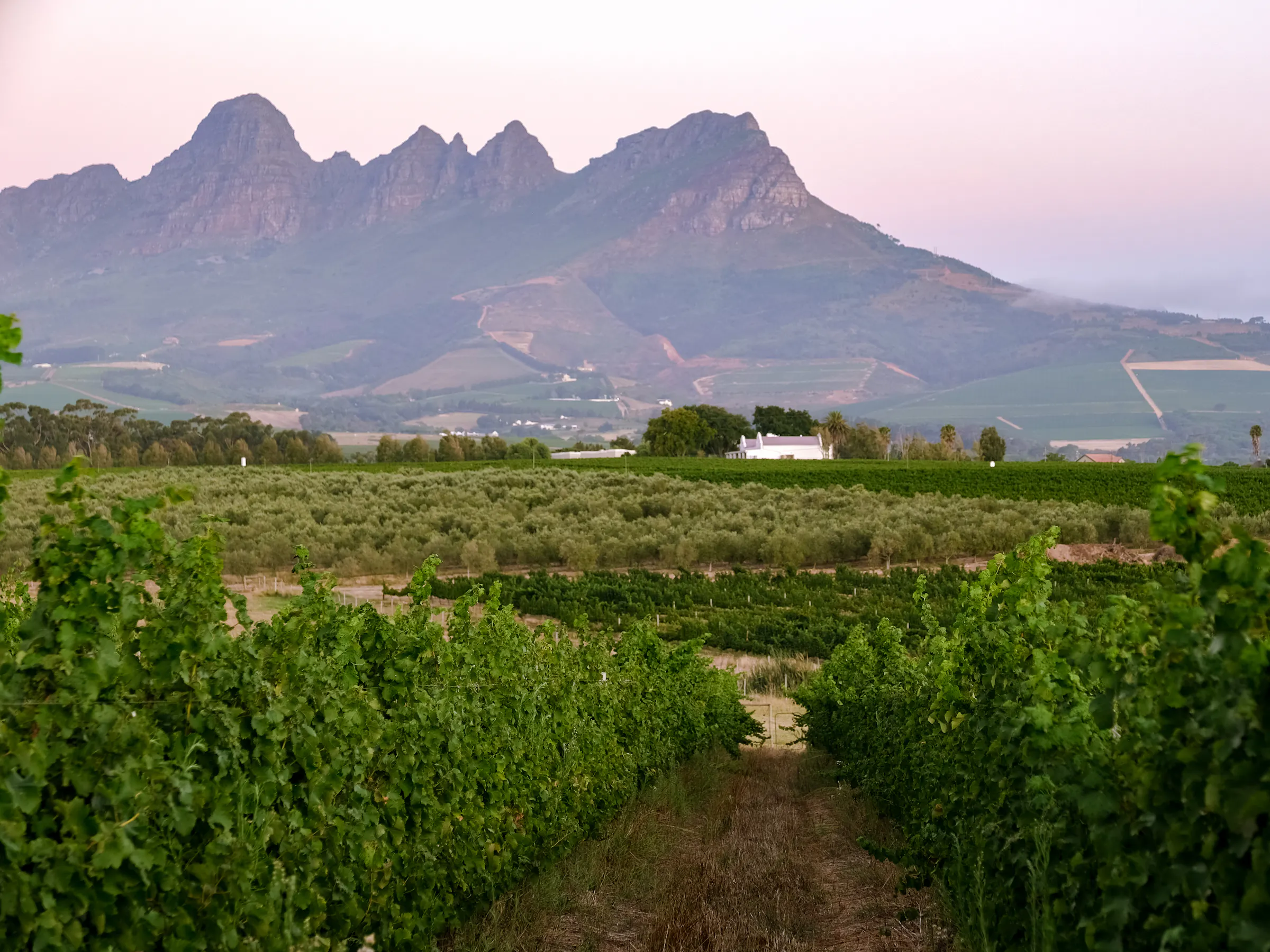 View of wine farm and mountains in the back in South Africa