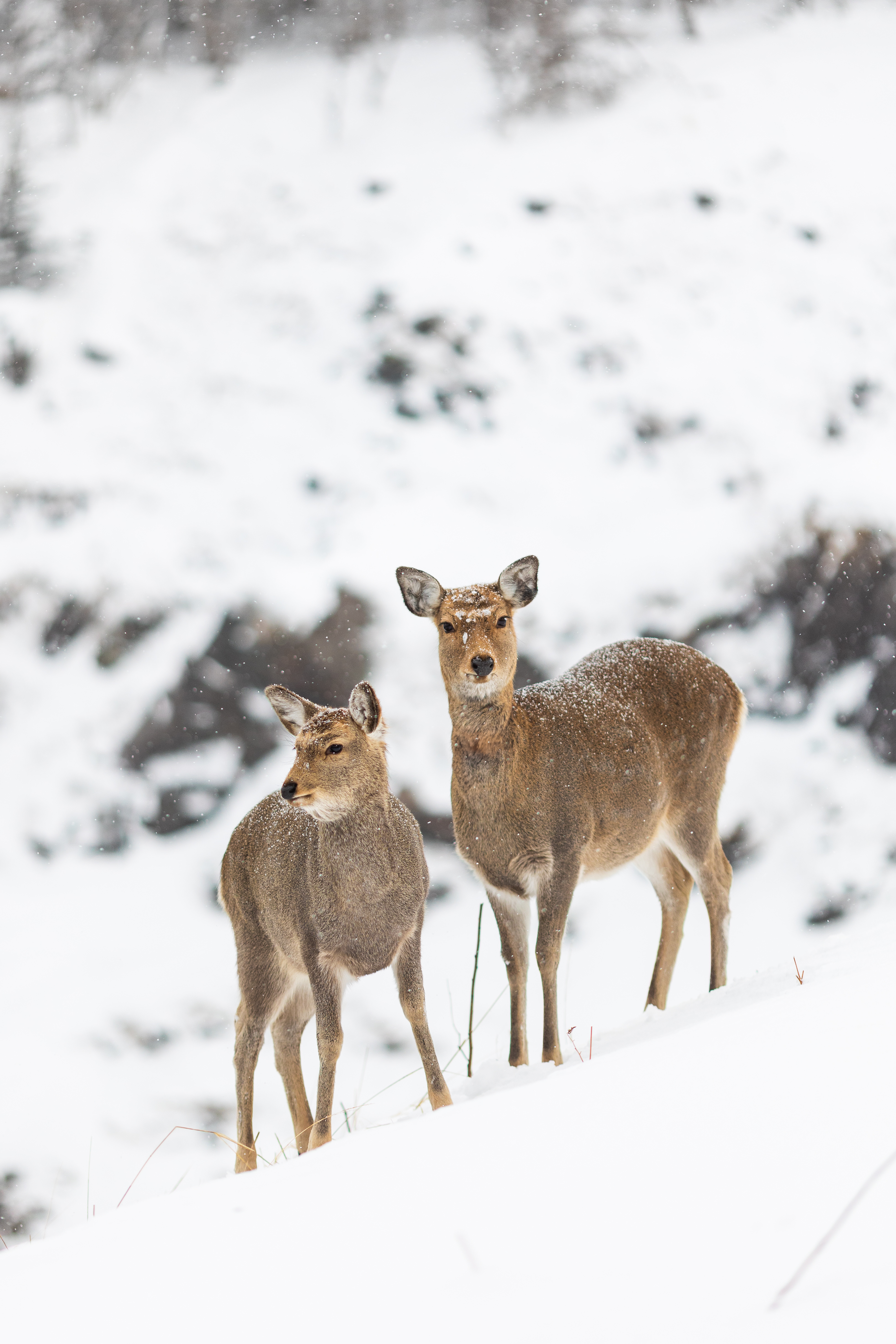 A group of Hokkaido Ezo Shika explore the winter Hokkaido landscape