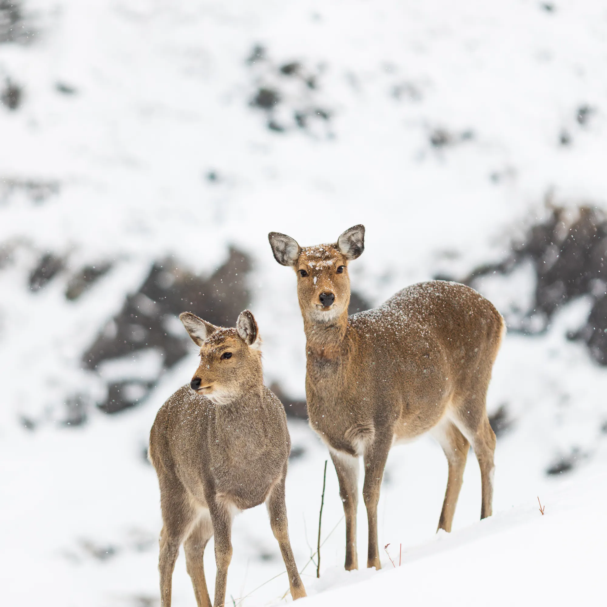 A group of Hokkaido Ezo Shika explore the winter Hokkaido landscape