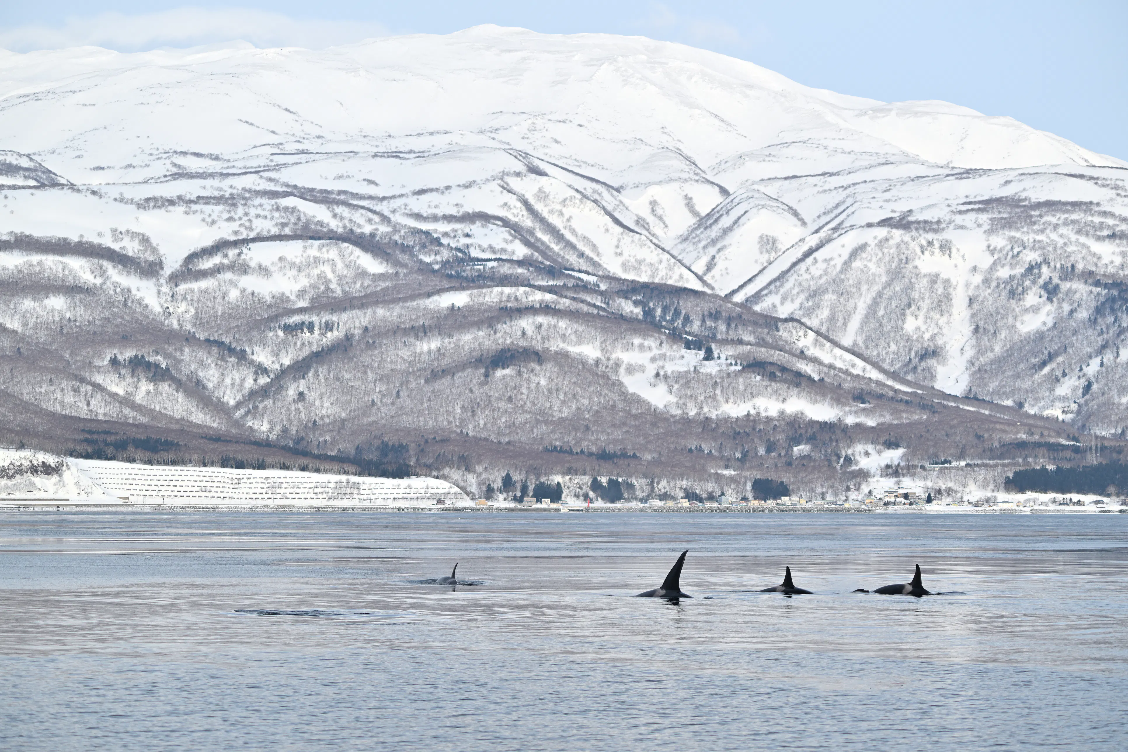 A group of killer whales swimming in the freezing waters off the coast of Rausu, Shiretoko, Hokkaido, and the snow-covered Shiretoko Peninsula