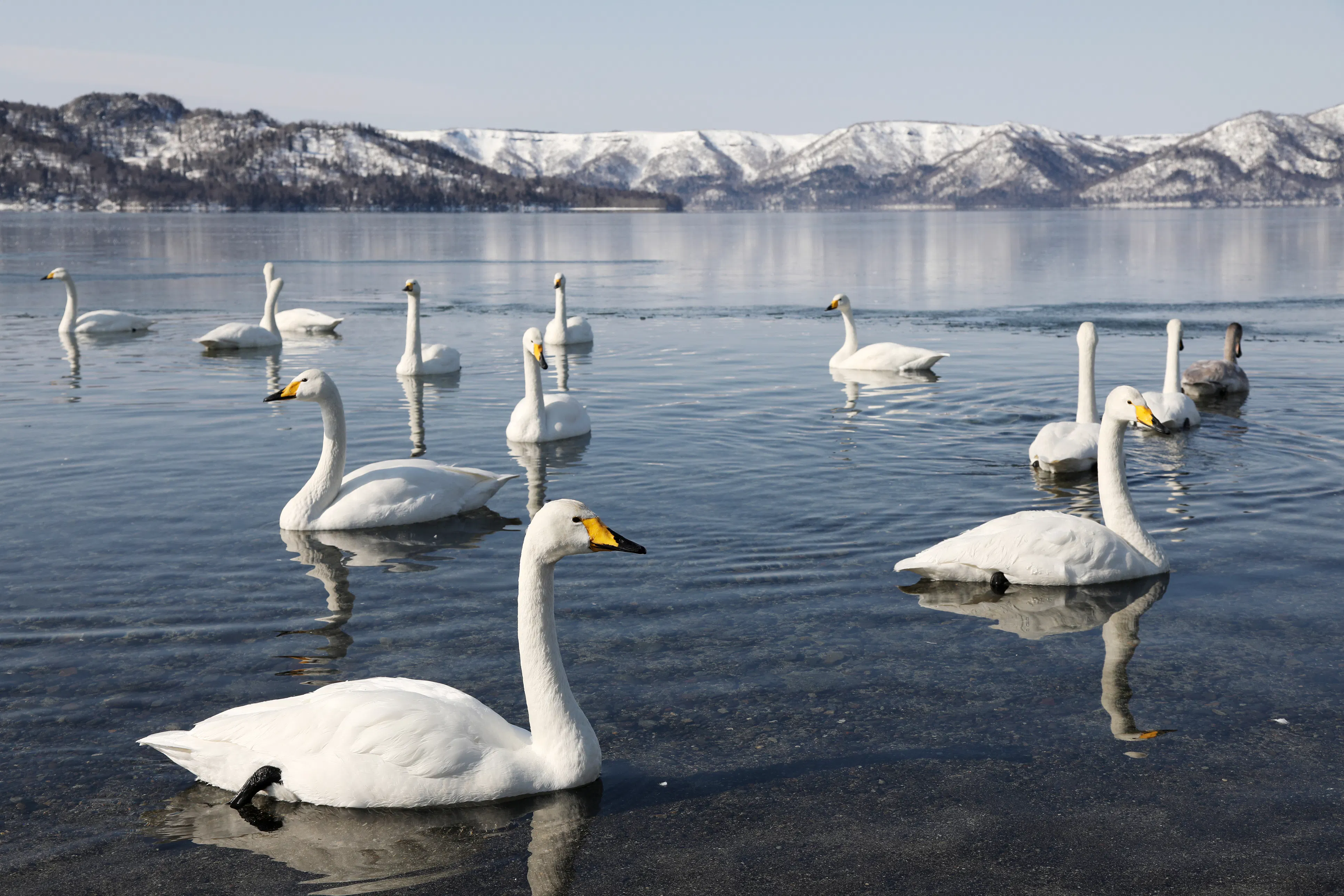 Swans at Lake Kussharo in winter in Hokkaido Japan

