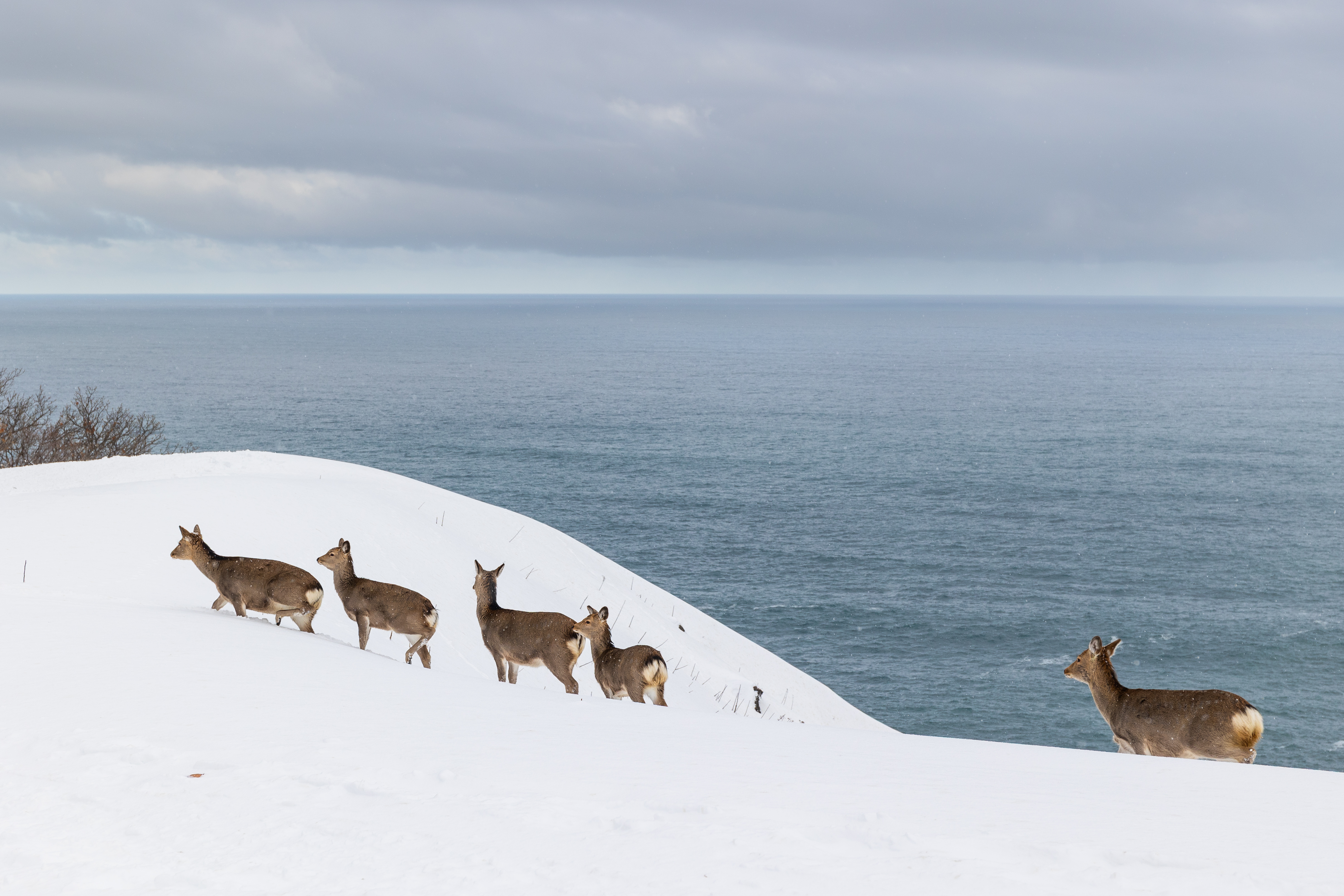 Ezo Shika in the Shiretoko Peninsula roam the winter high cliffs overlooking  the Sea of Okhotsk in Hokkaid