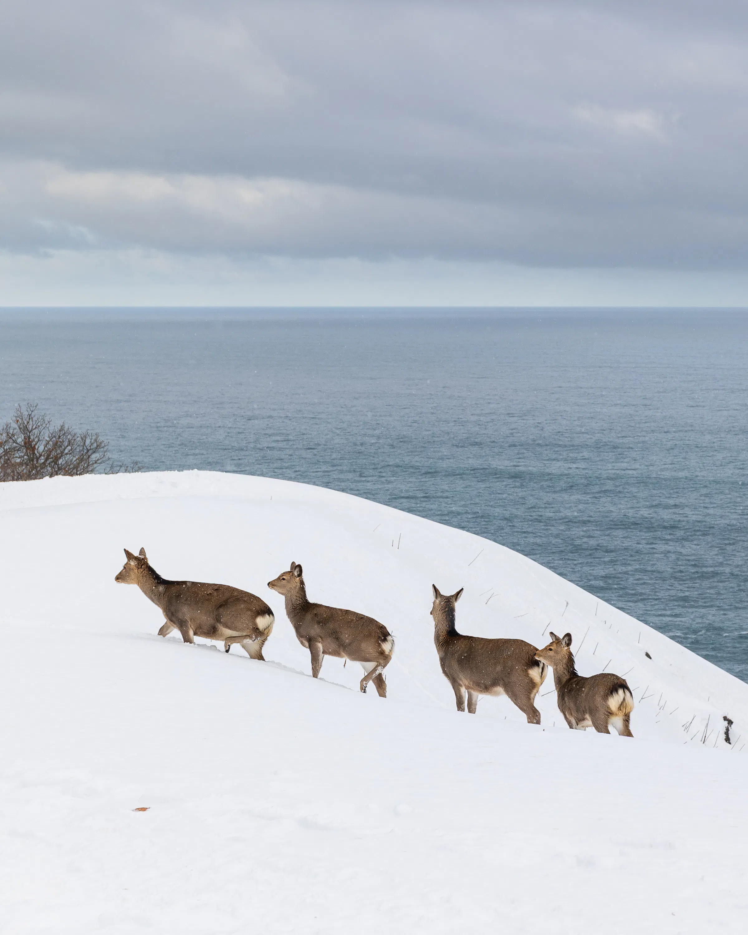 Ezo Shika in the Shiretoko Peninsula roam the winter high cliffs overlooking the Sea of Okhotsk in Hokkaid