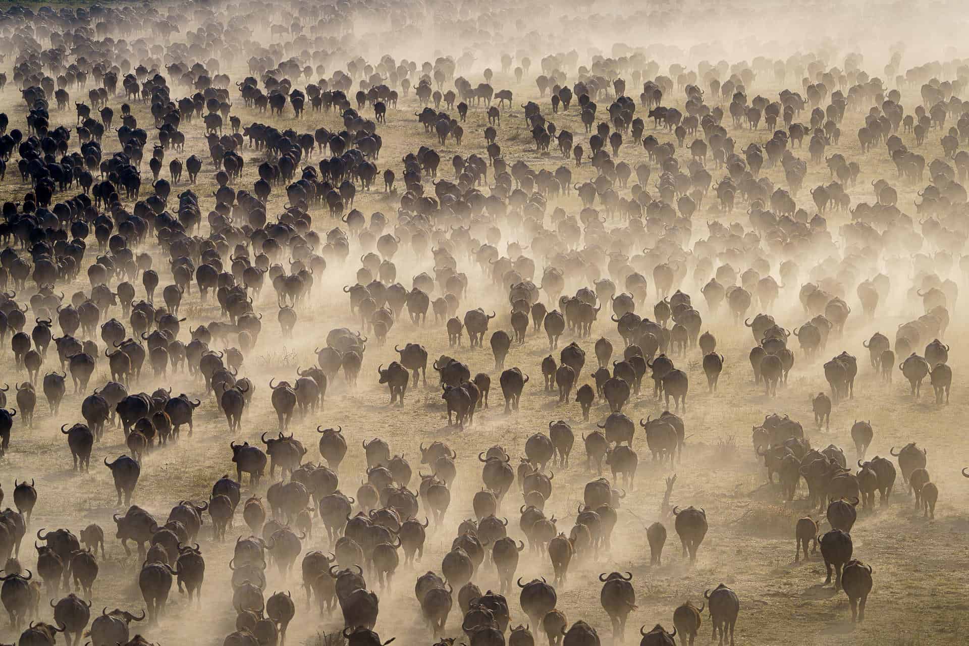 Large herds of buffalo run through the open plains of Botswana's Mababe Depression.