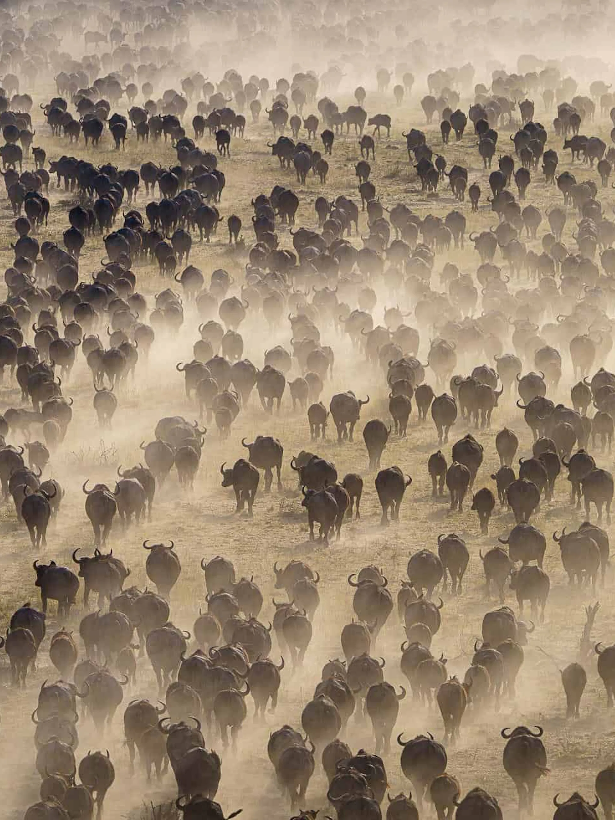 Large herds of buffalo run through the open plains of Botswana's Mababe Depression.