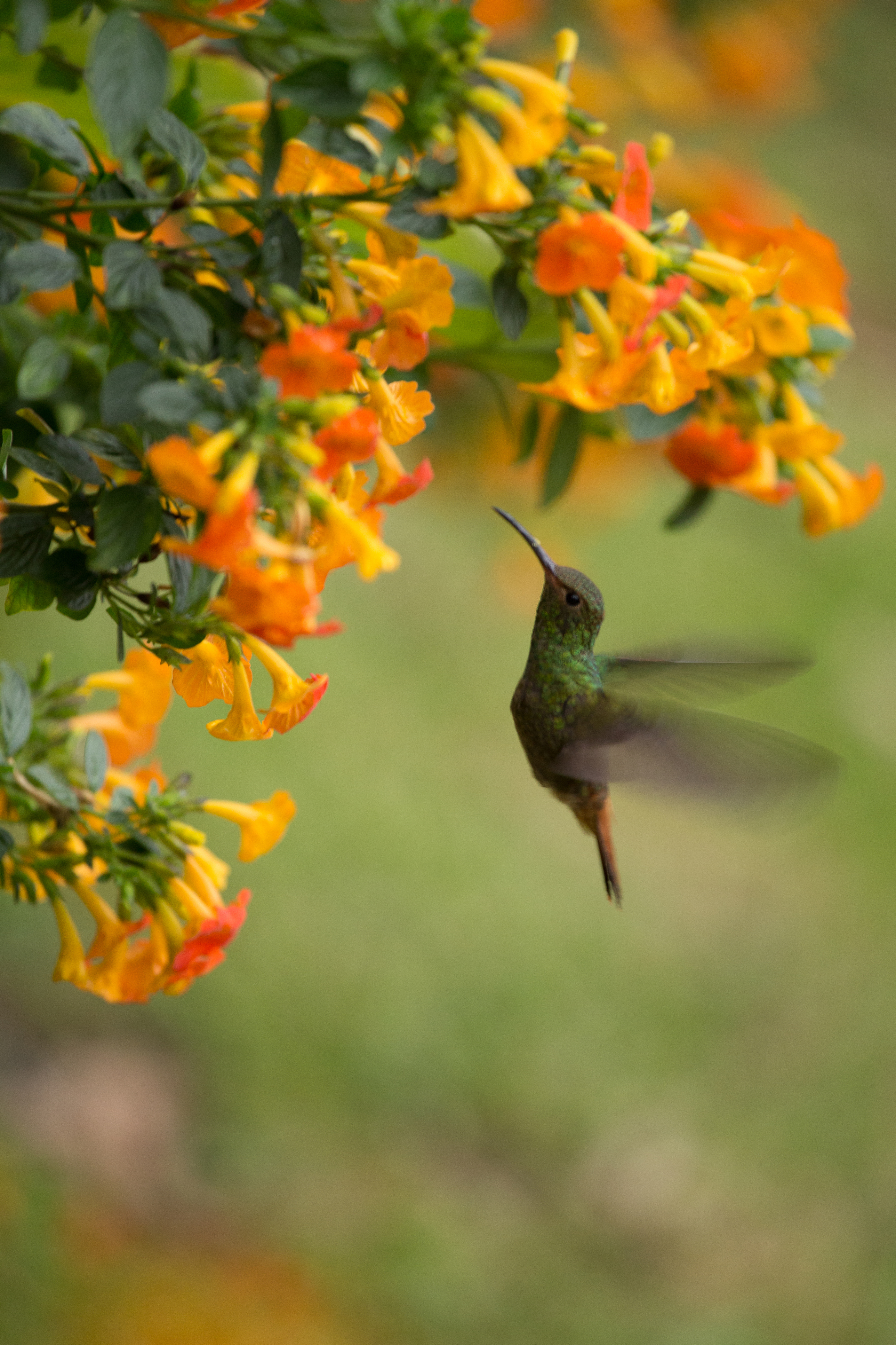 Hummingbird hovering near orange trumpet flowers in Valle de Antón, Panama