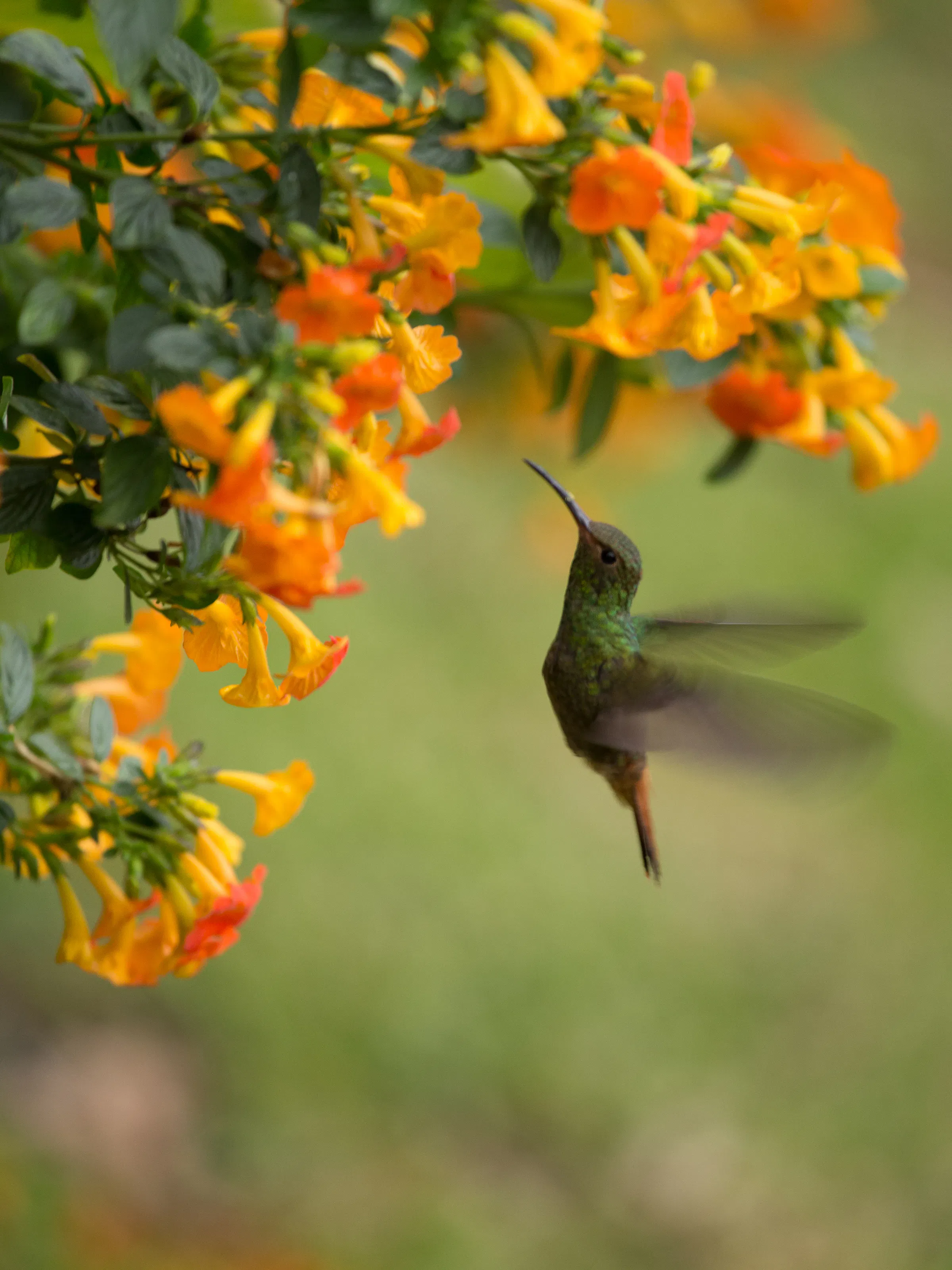 Hummingbird hovering near orange trumpet flowers in Valle de Antón, Panama