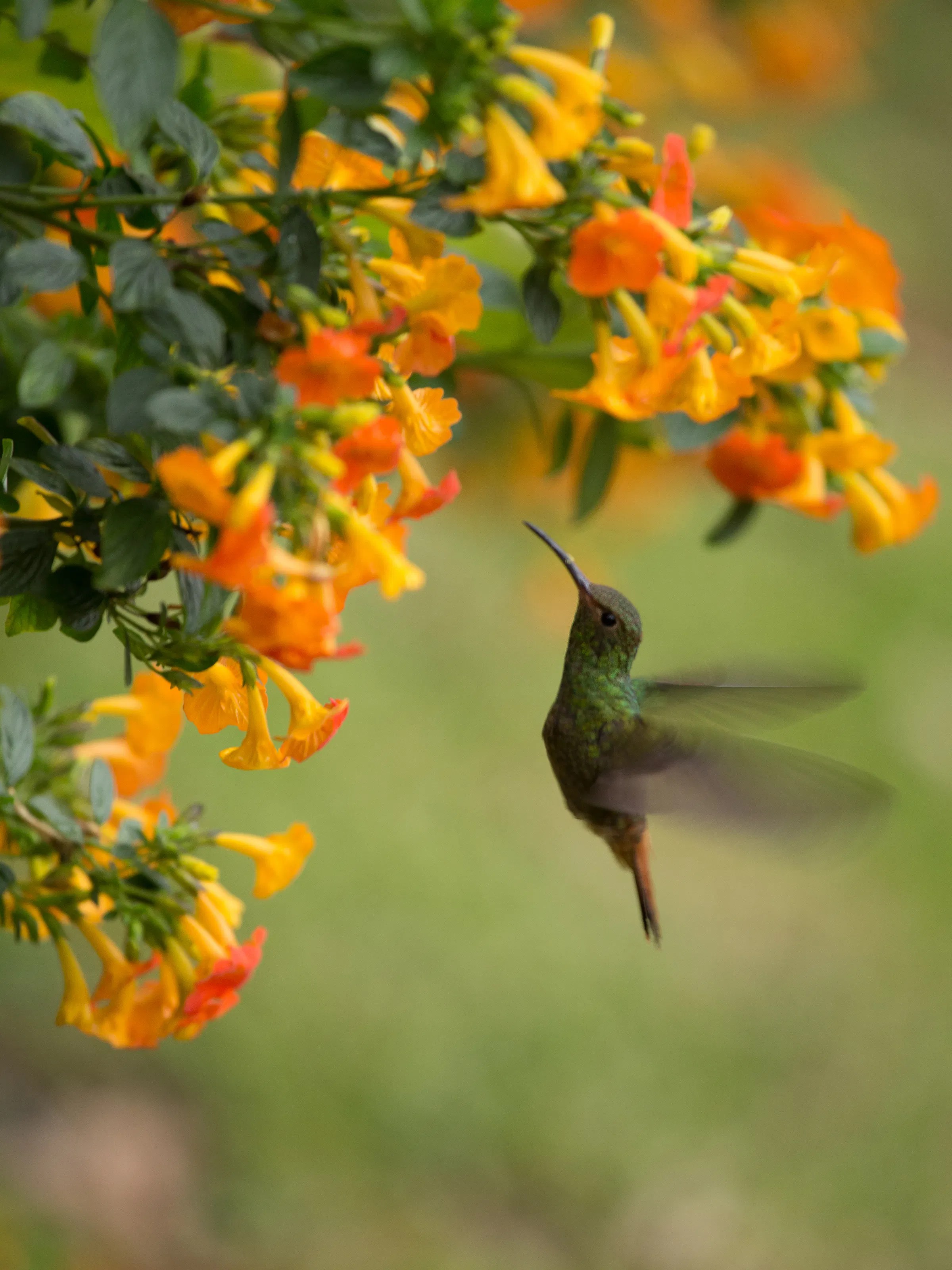 Hummingbird hovering near orange trumpet flowers in Valle de Antón, Panama