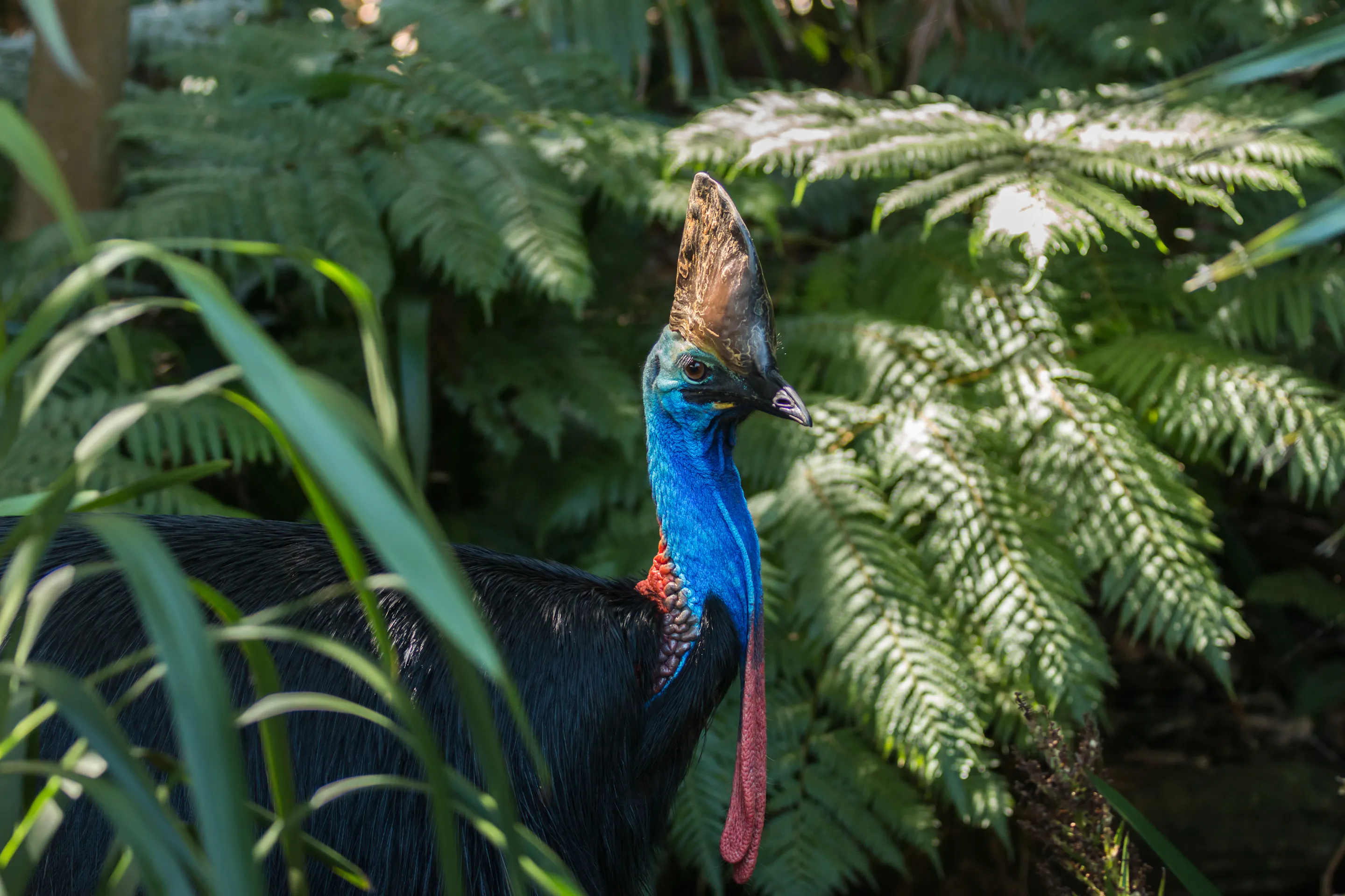 Wild southern cassowary in Daintree Rainforest, Queensland Australia