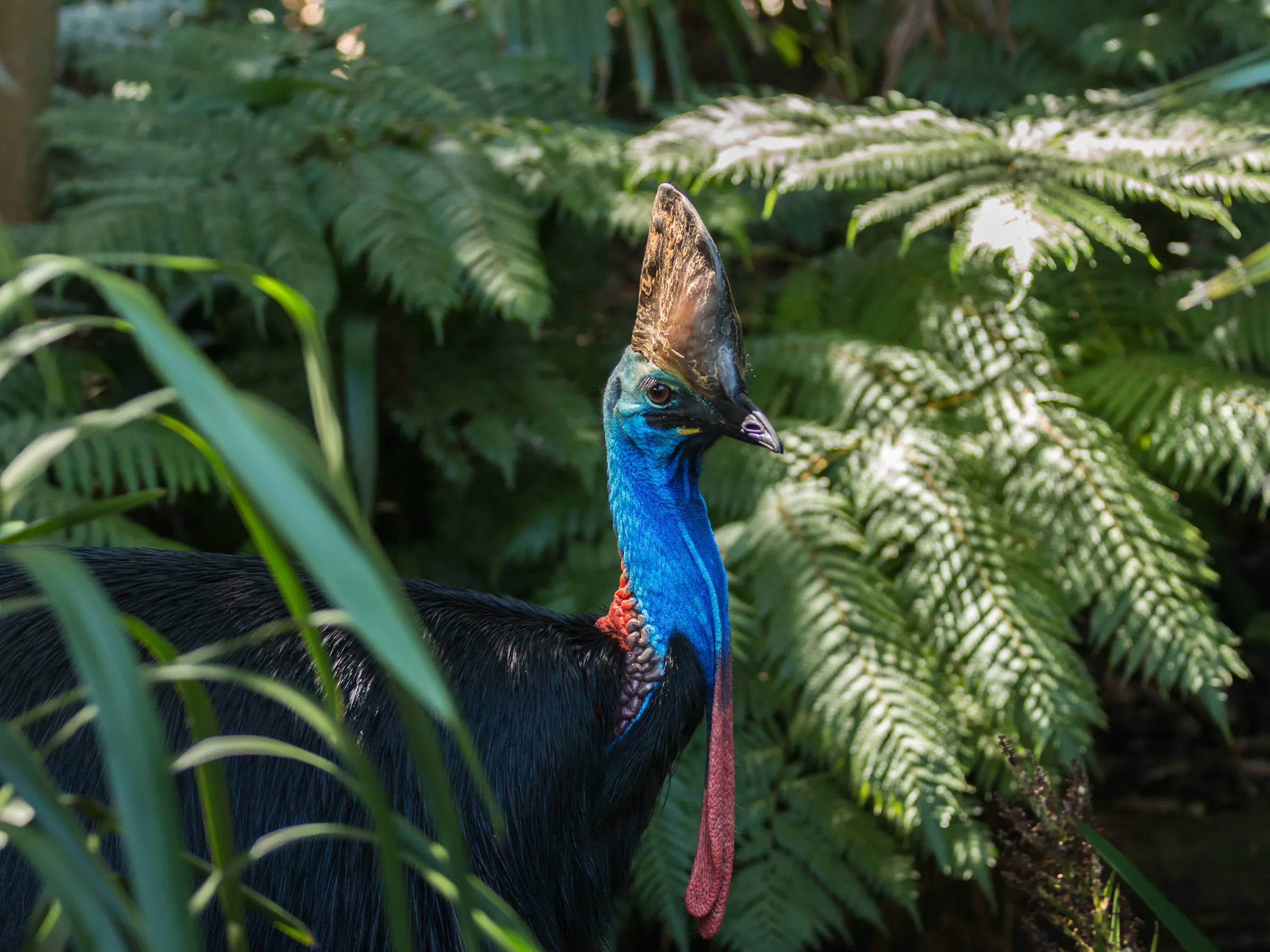 Wild southern cassowary in Daintree Rainforest, Queensland Australia