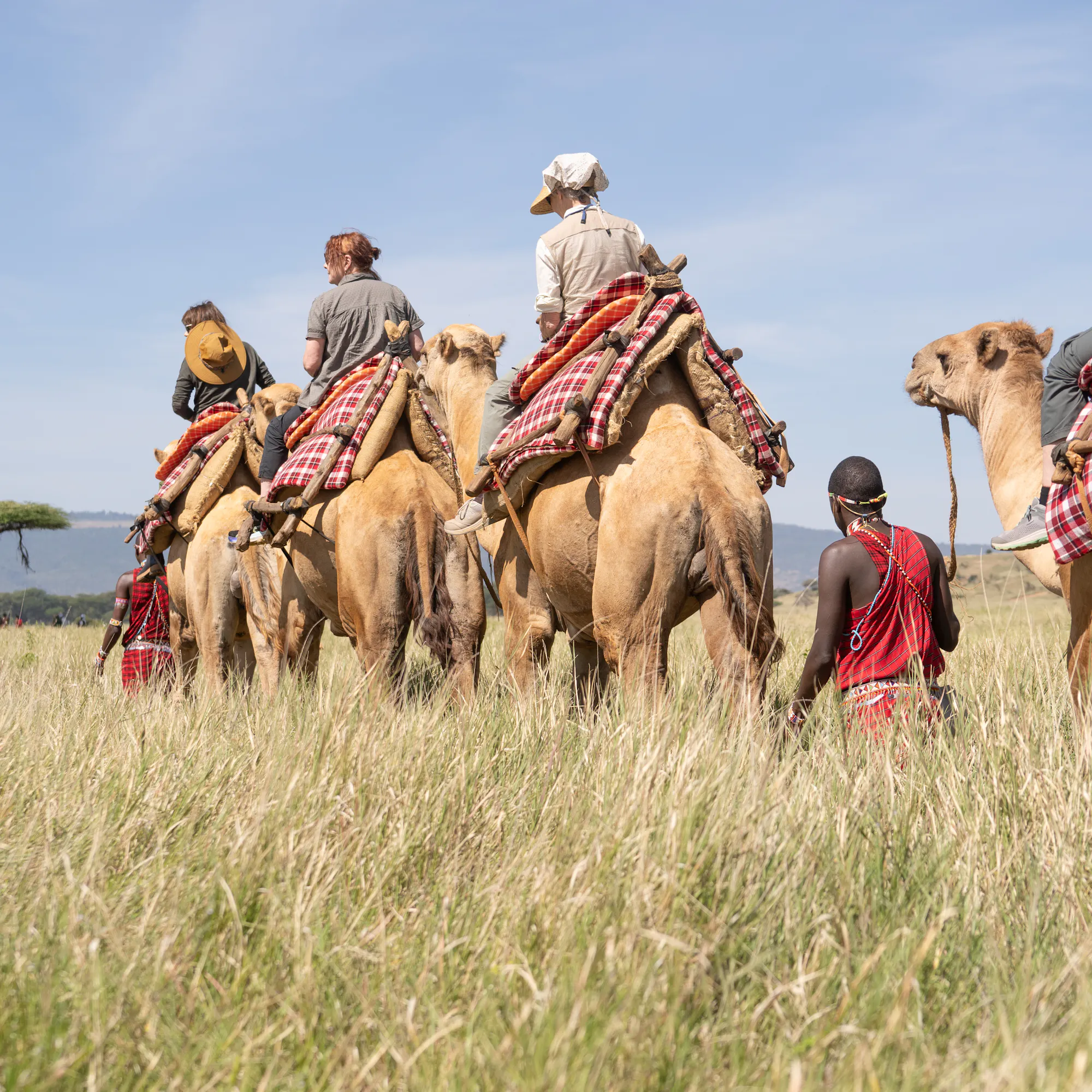 Guests on a camel safari with Maasai guides at Lewa Wilderness, Laikipia, Kenya