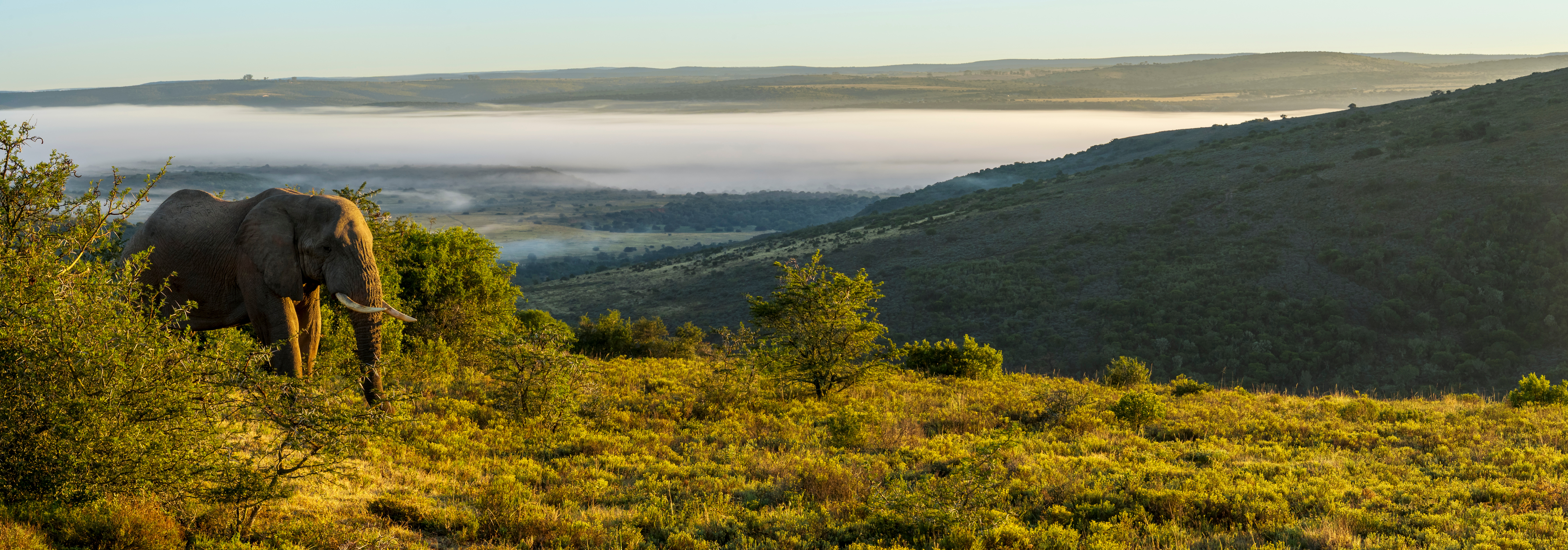 Bull elephant grazing above misty morning valley, Addo Elephant Park South Africa