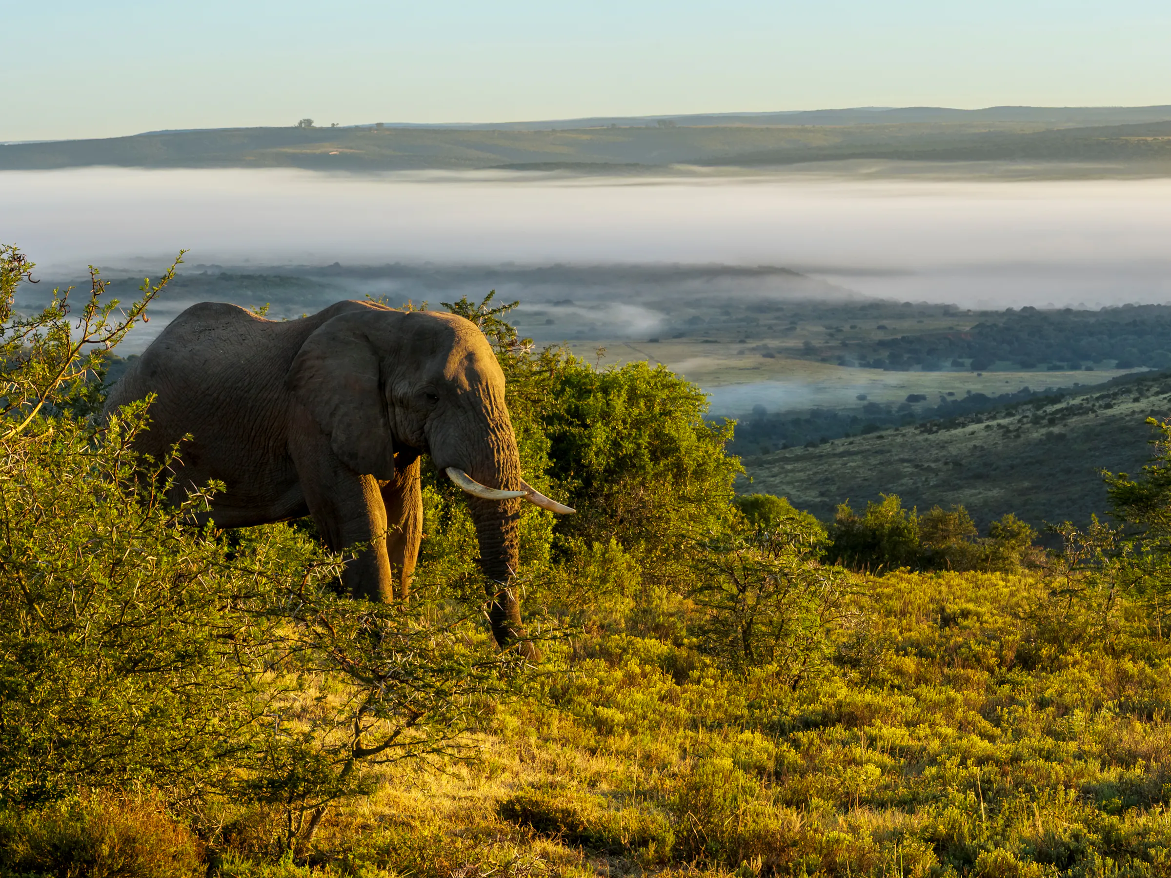 Bull elephant grazing above misty morning valley, Addo Elephant Park South Africa