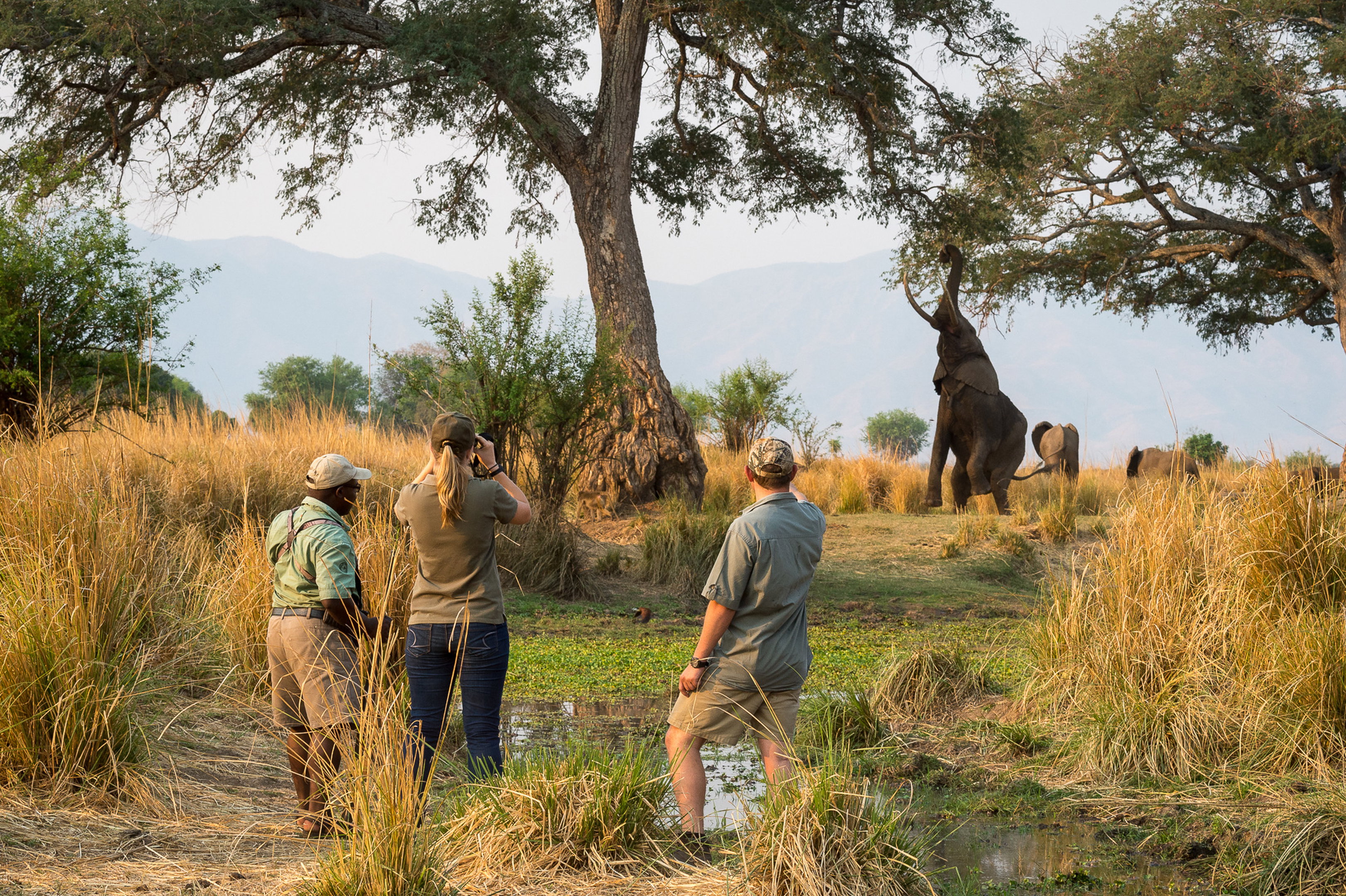 An elephant stands on its hind legs to reach the nutrient-rich seeds of trees in Mana Pools National Park.