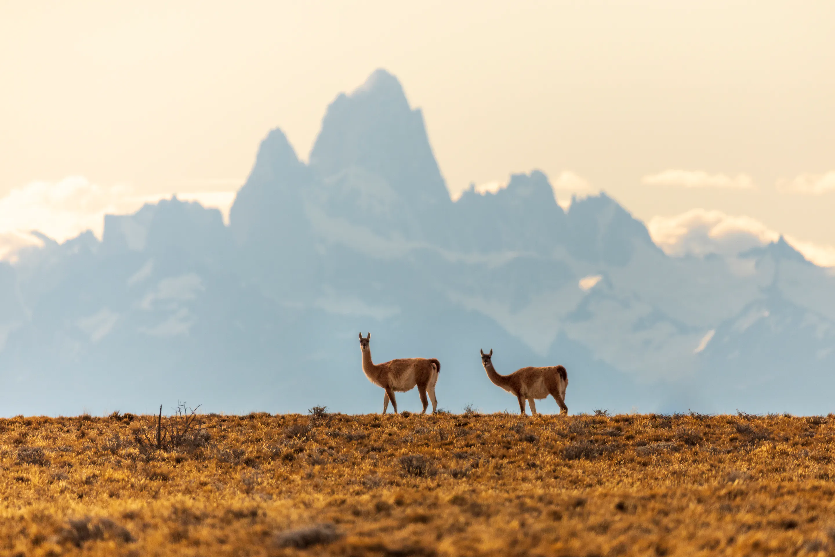 Guanacos standing on grassland with Mount Fitz Roy silhouette in background, El Chaltén, Argentina