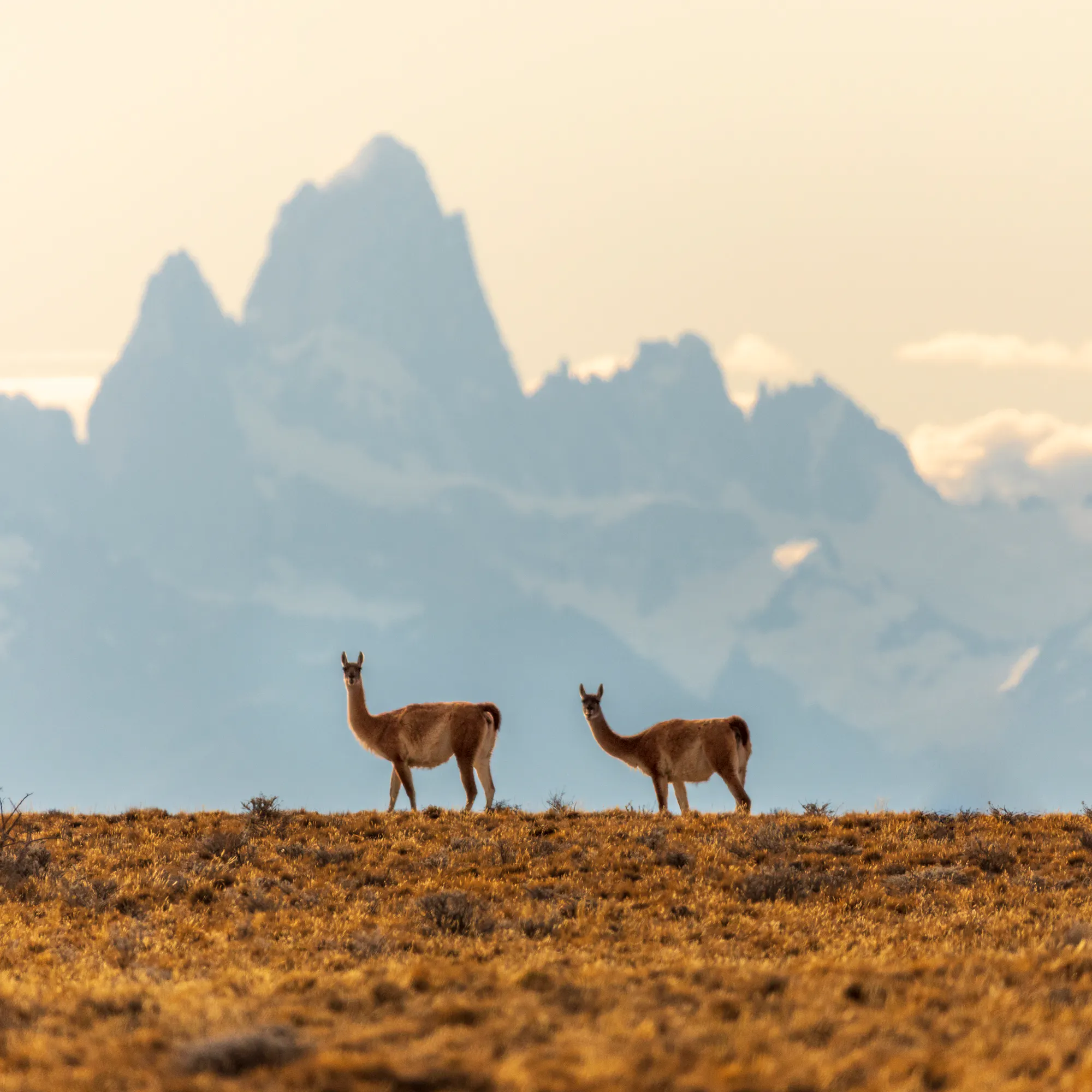 Guanacos standing on grassland with Mount Fitz Roy silhouette in background, El Chaltén, Argentina