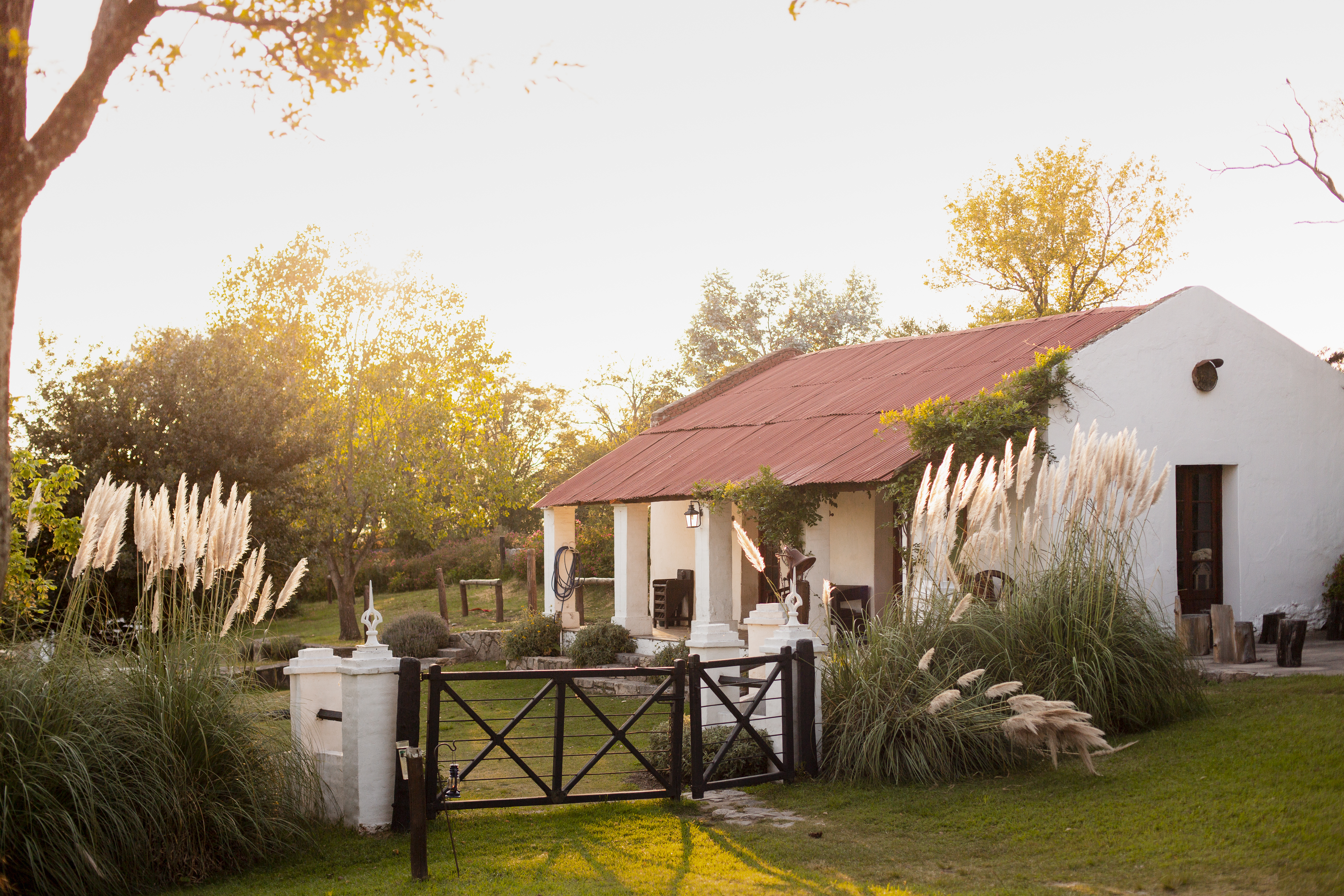 A whitewashed estancia cottage framed by tall feathery pampas grass and trees glowing in late-afternoon light