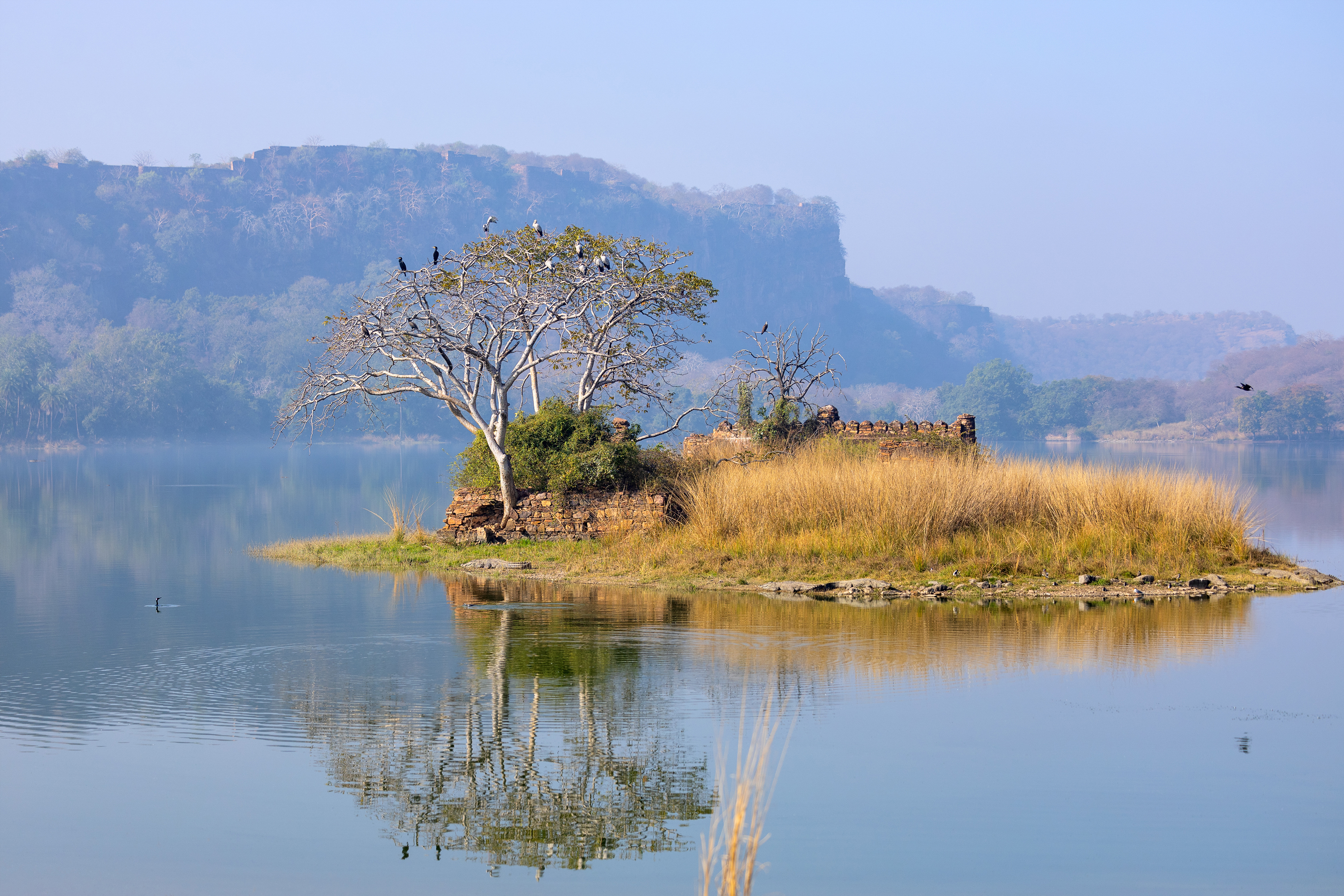 Ranthambore Fort and lake with birds nesting in a tree, Rajasthan, India