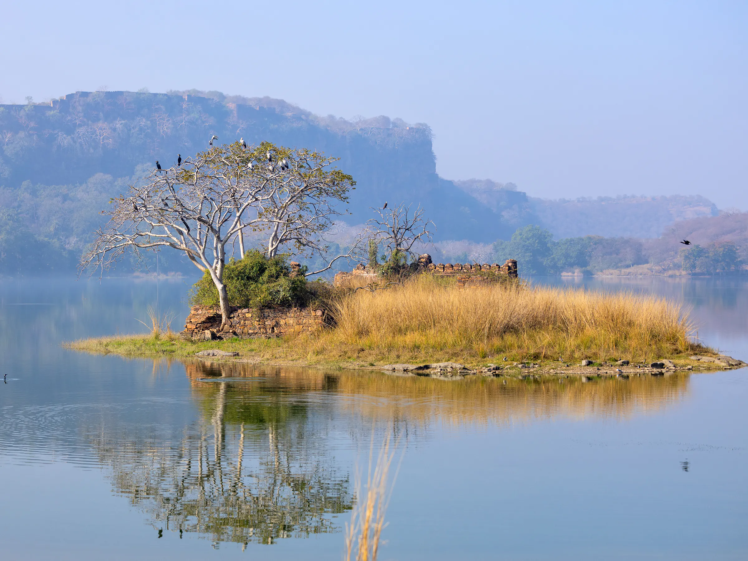 Ranthambore Fort and lake with birds nesting in a tree, Rajasthan, India